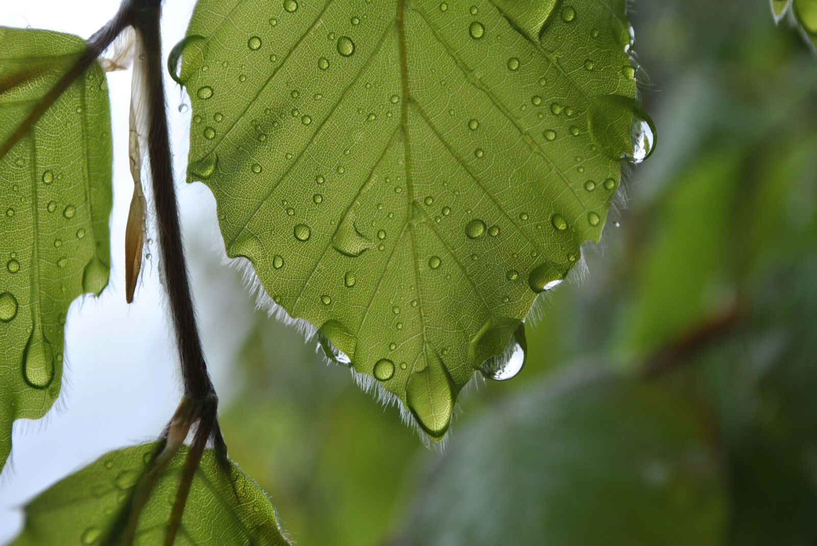 Nikon D3000 sample photo. Green, leaf, with, water photography