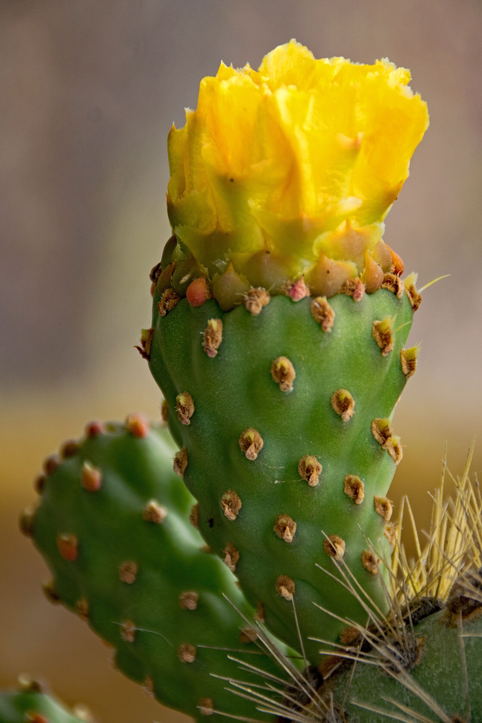 Nikon D5300 sample photo. Jardin de cactus, cactus photography