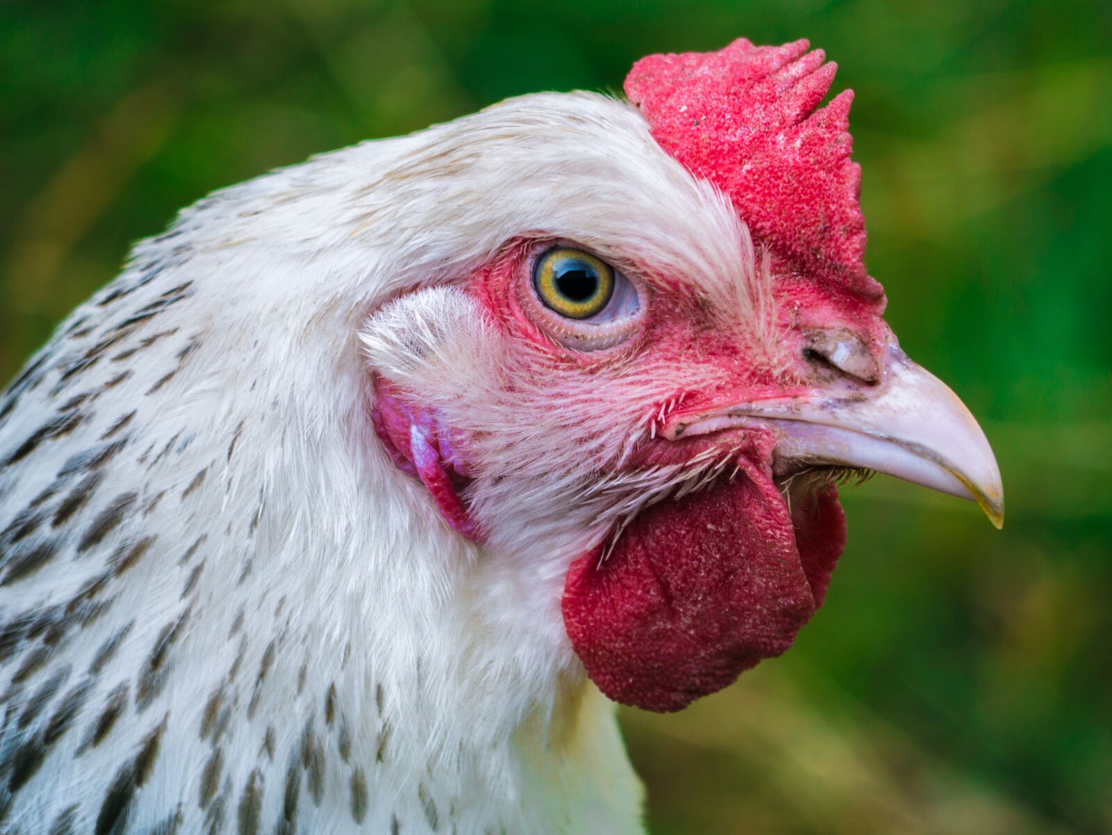 LUMIX G VARIO 100-300/F4.0-5.6II sample photo. Hen, chicken, poultry photography