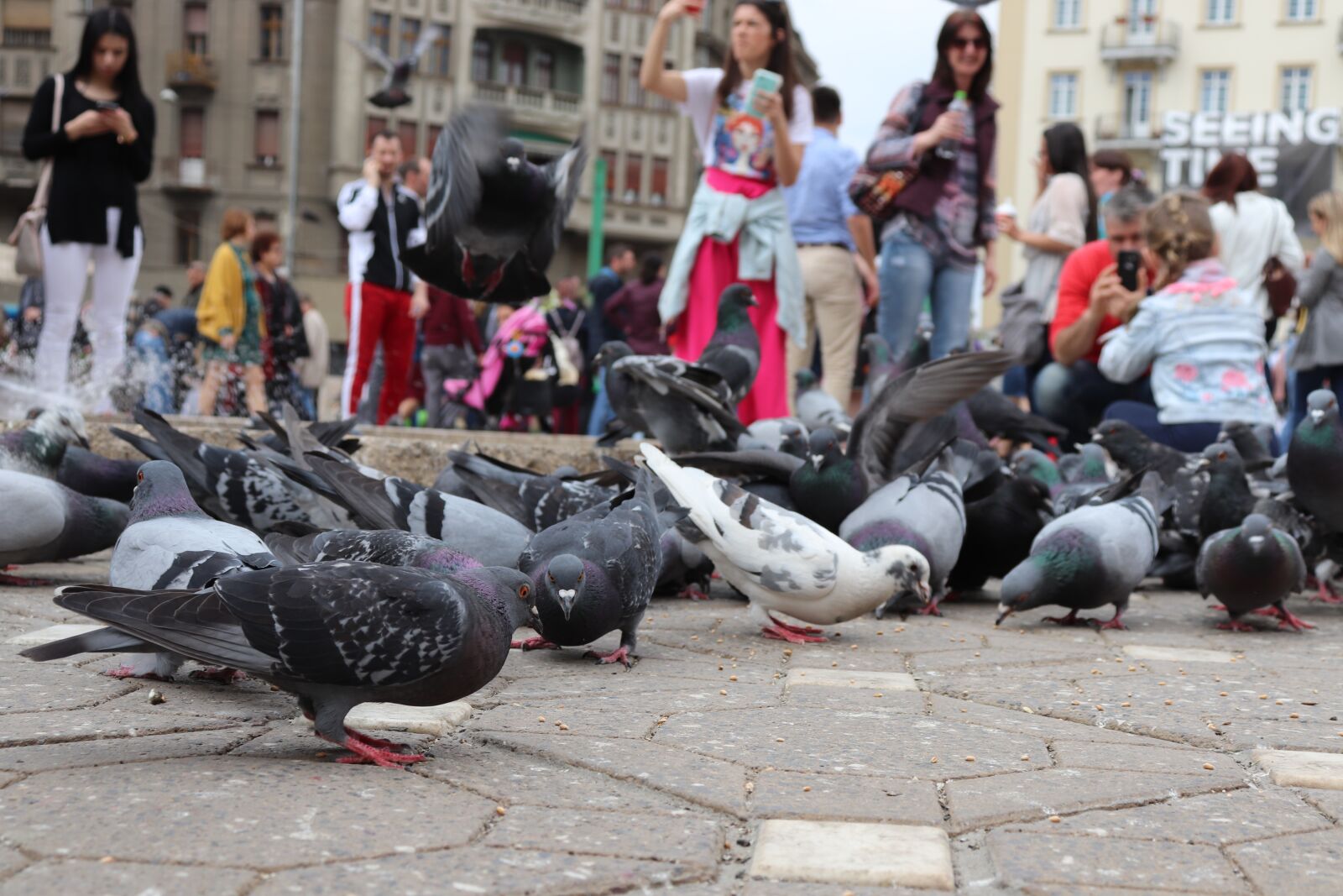 Canon EOS 200D (EOS Rebel SL2 / EOS Kiss X9) sample photo. Pigeons, public square, victoriei photography