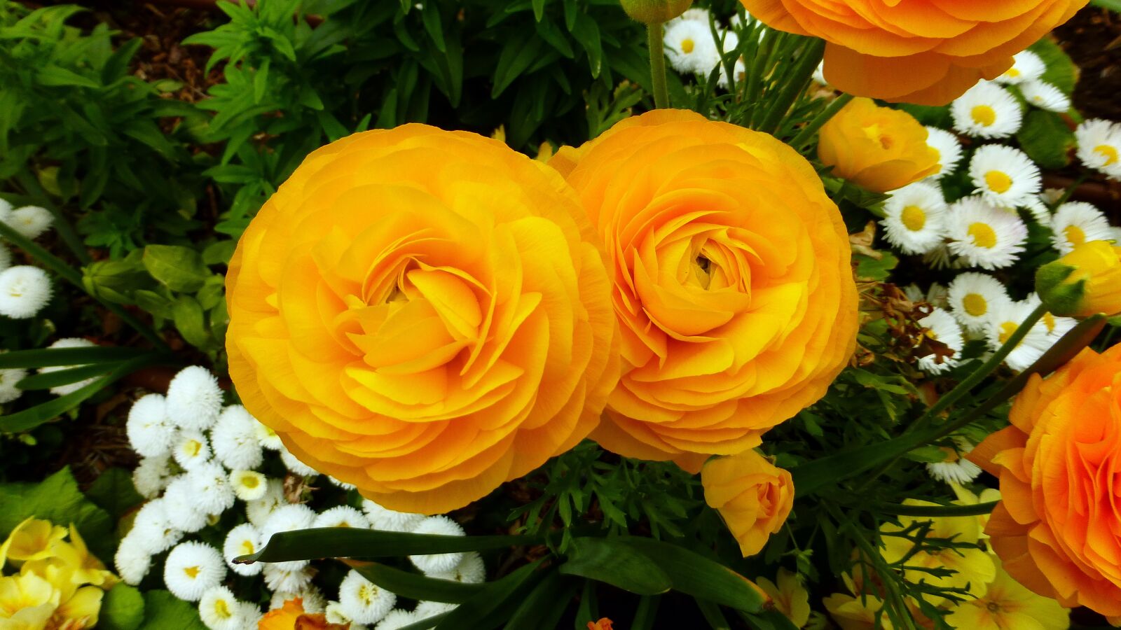 Panasonic Lumix DMC-ZS25 (Lumix DMC-TZ35) sample photo. Flower, nature, plant photography