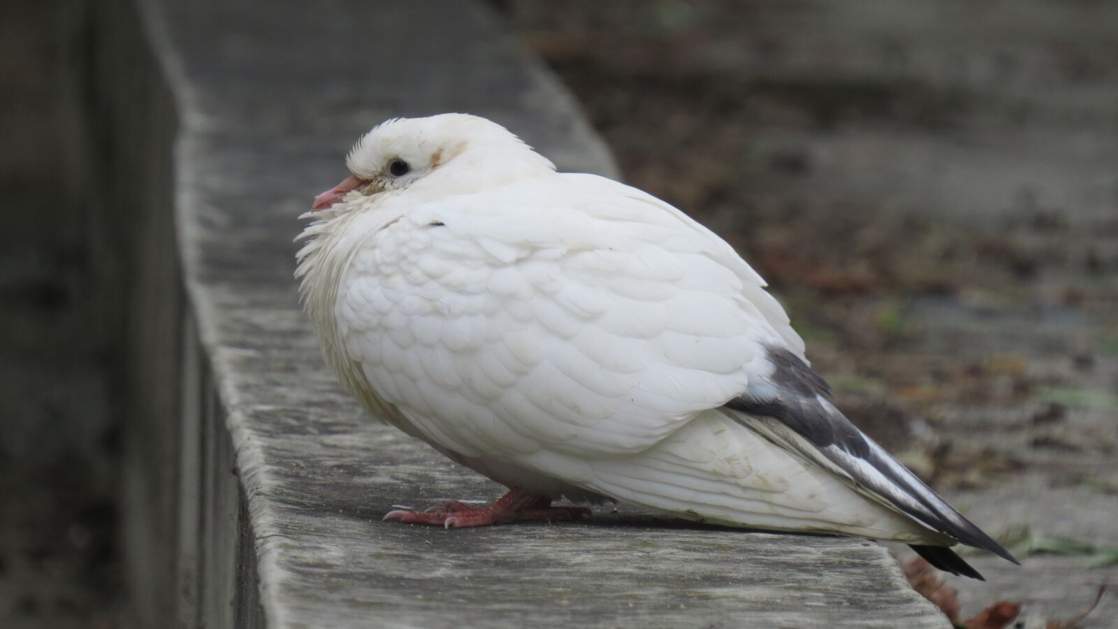 Canon PowerShot SX50 HS sample photo. Pigeon, animals, nature photography