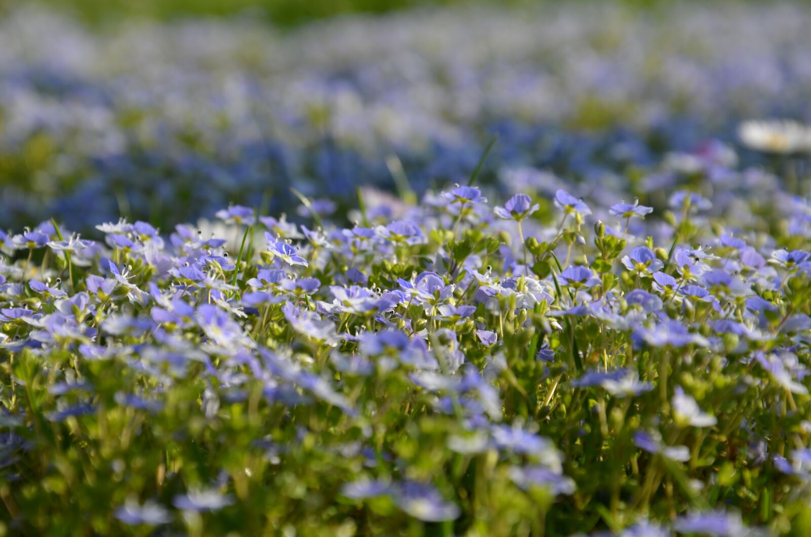 Nikon D5100 sample photo. Violet, blue, purple photography