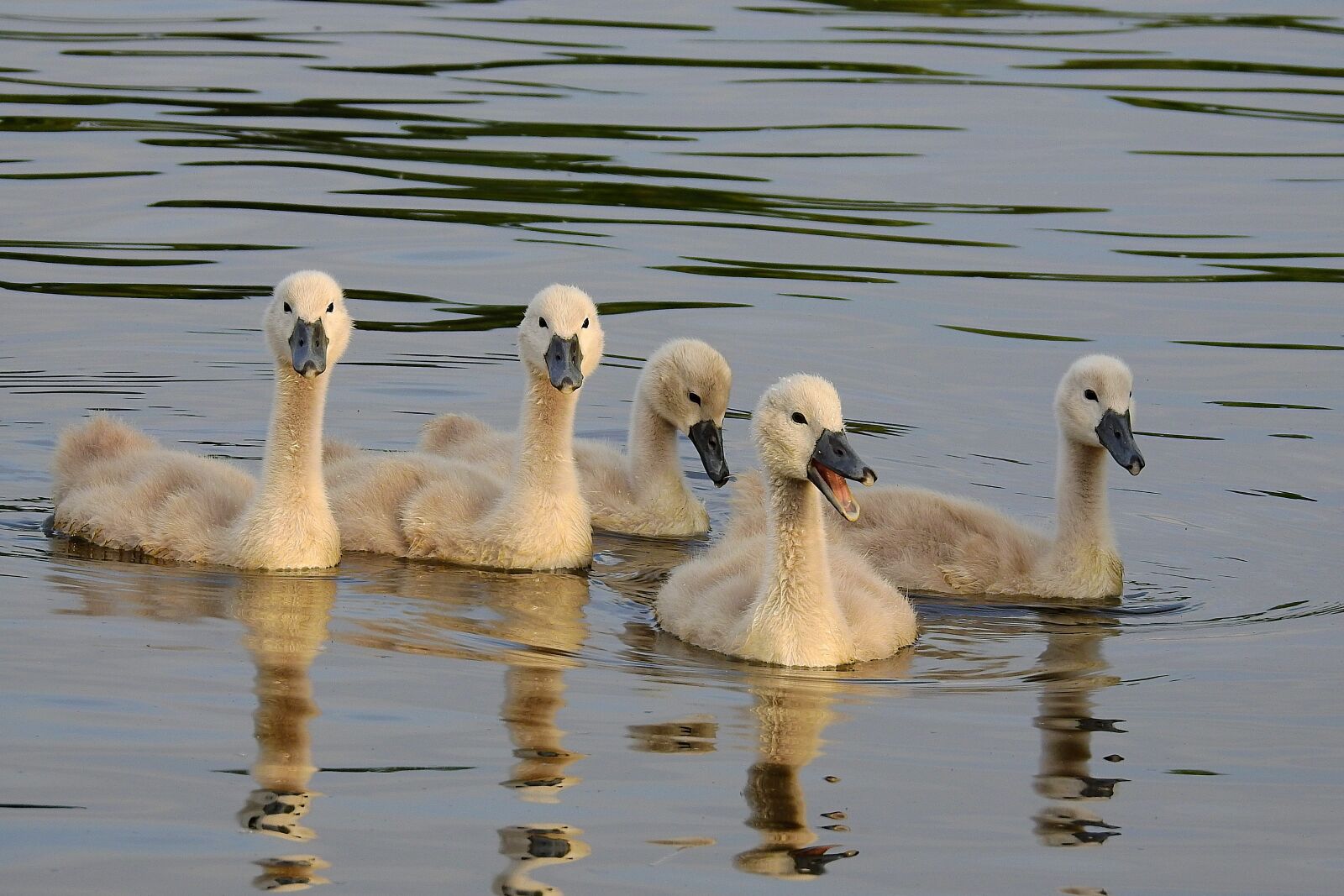 Nikon Coolpix P900 sample photo. Swans, birds, young photography