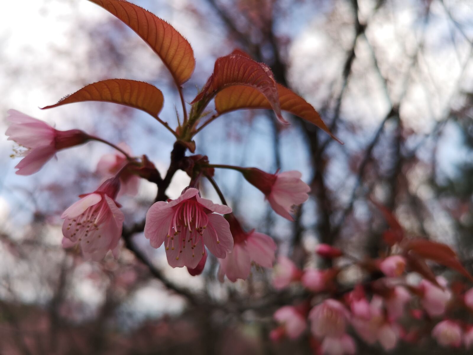 HUAWEI CLT-L29 sample photo. Leaves, mandelblüte, pink photography