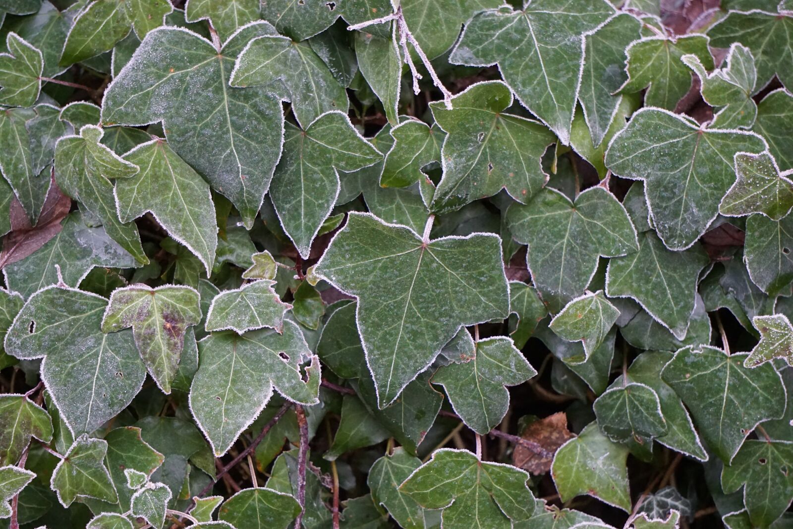 Sony E 55-210mm F4.5-6.3 OSS sample photo. Ivy, hoarfrost, frozen photography