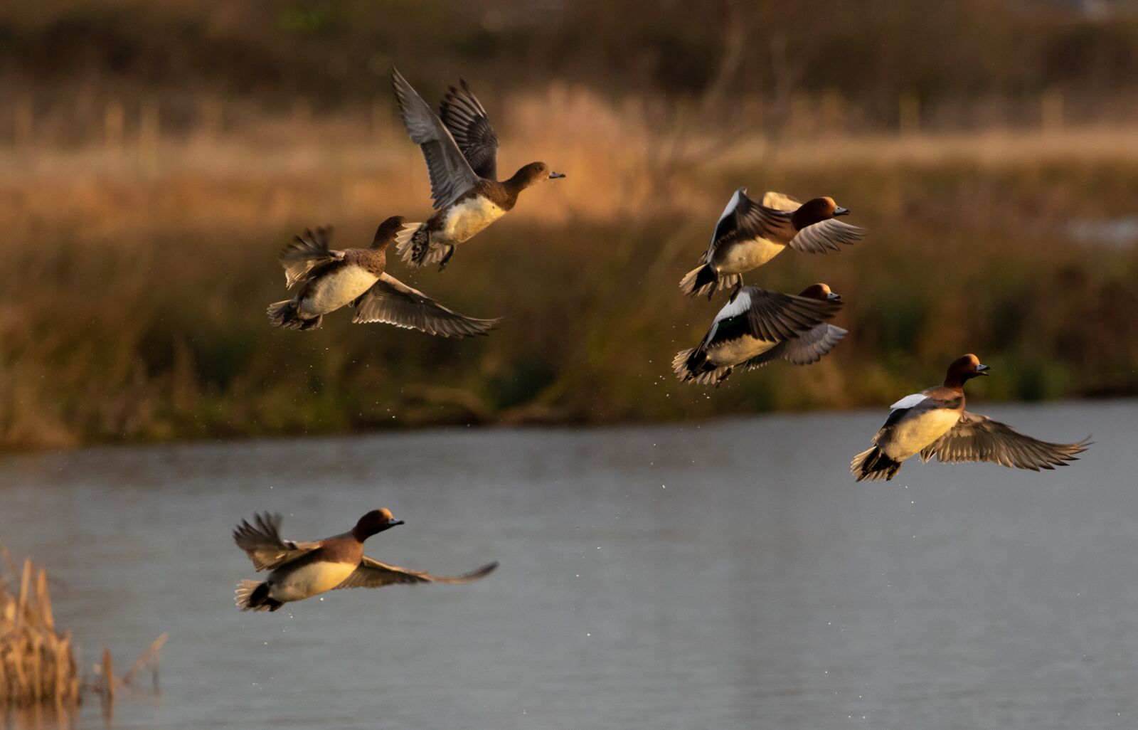 Canon EOS 7D Mark II sample photo. Wigeon ducks, ducks, wigeon photography