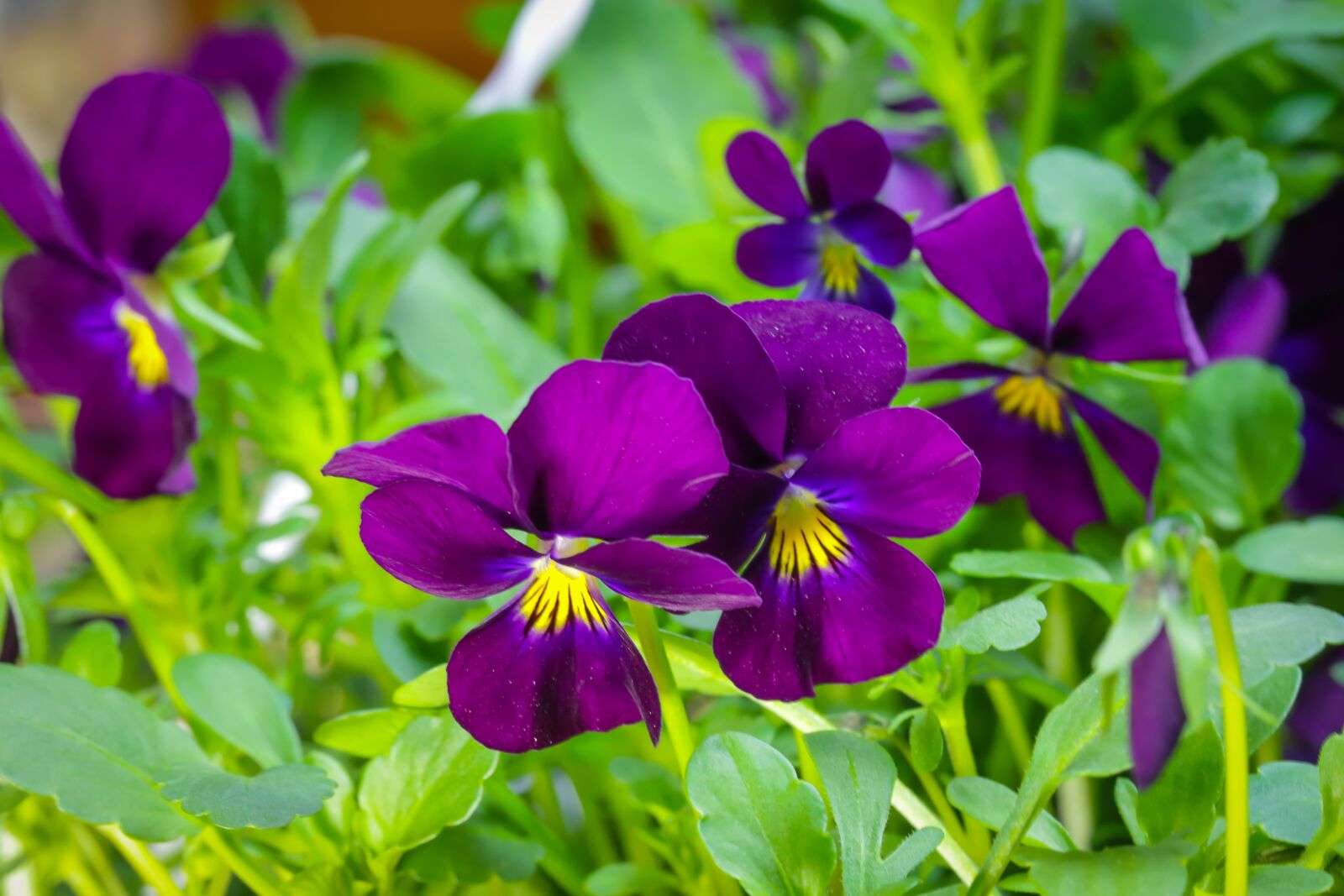 Canon EF 100mm F2.8L Macro IS USM sample photo. 400–500, violet, pansy photography