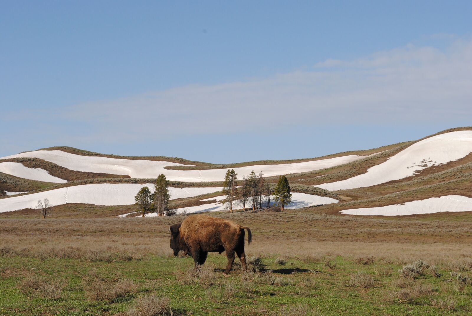 Nikon D3000 sample photo. Bison, yellowstone, national park photography