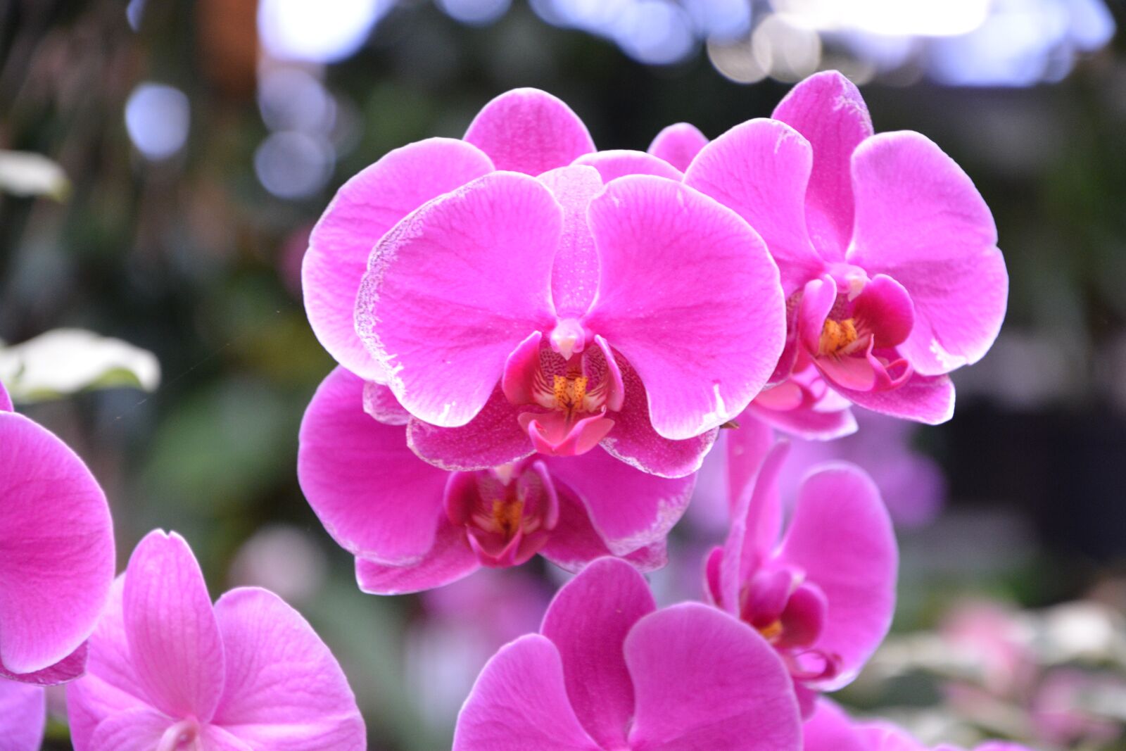 Nikon D5200 sample photo. Flower orchid, bright pink photography