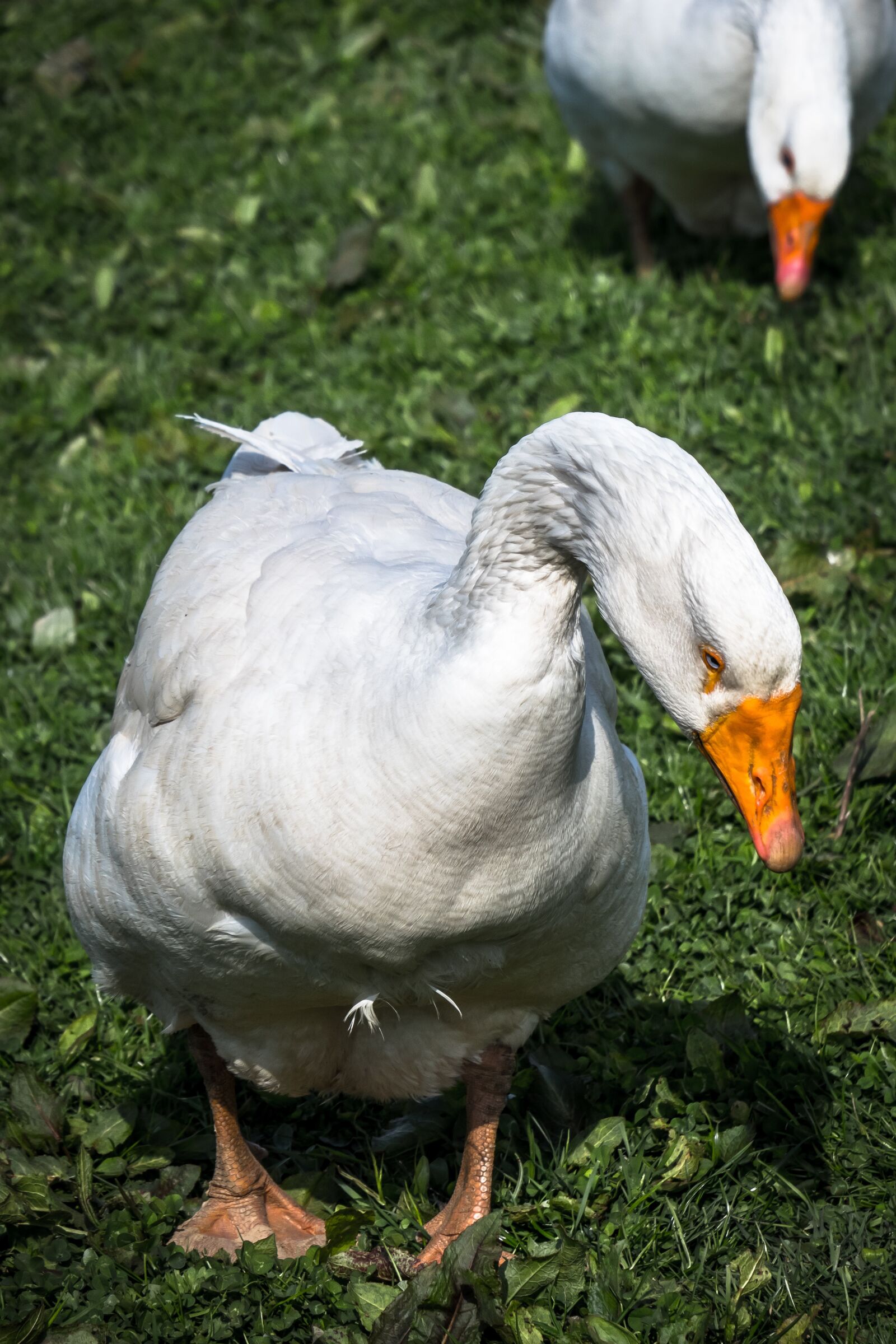 Canon PowerShot G3 X sample photo. Goose, search, foraging photography