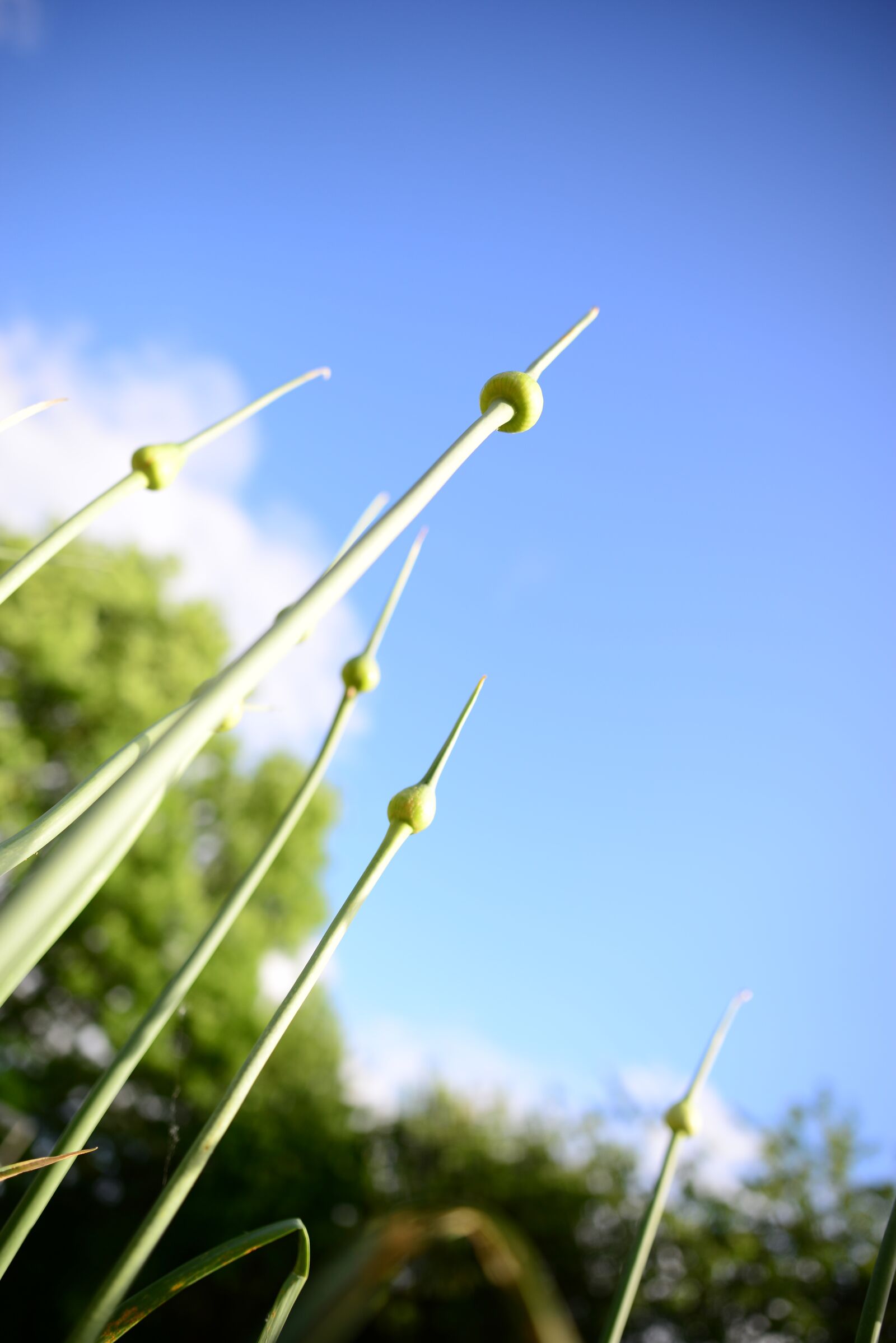 Nikon D610 sample photo. Garden, summer, vegetables photography