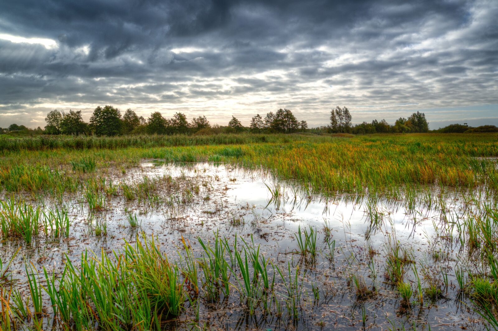 Nikon D610 sample photo. Swamp, morning, water photography