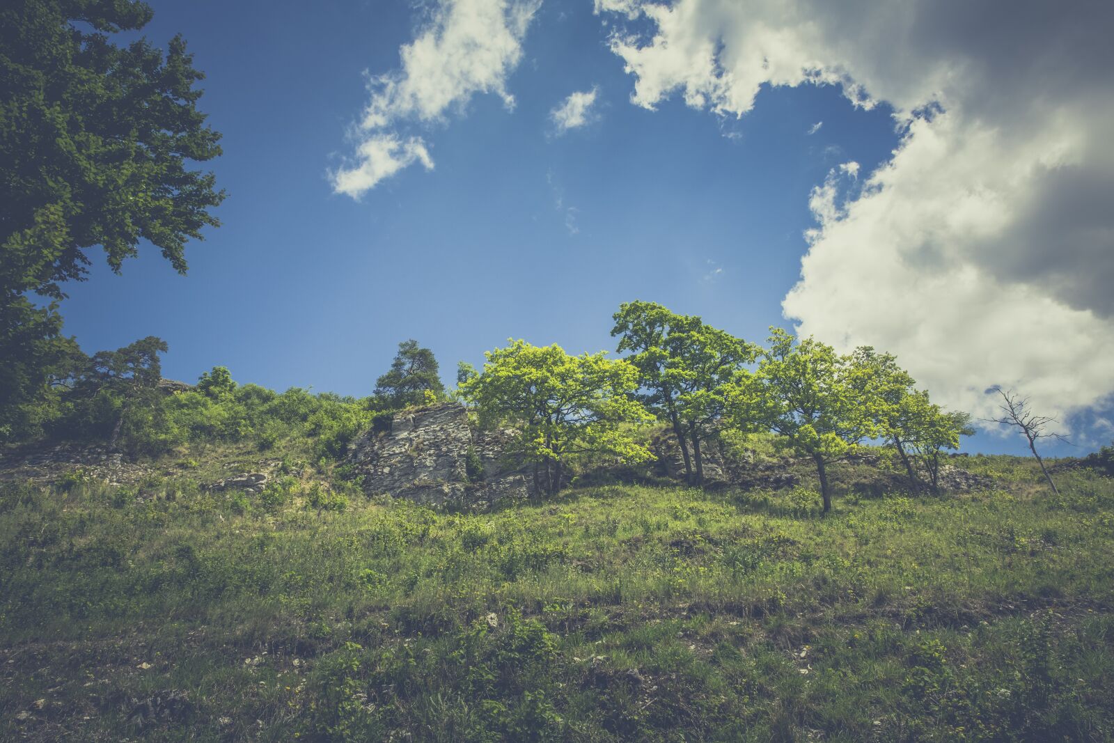 Canon EF 24-70mm F2.8L II USM sample photo. Forest, hill, landscape photography