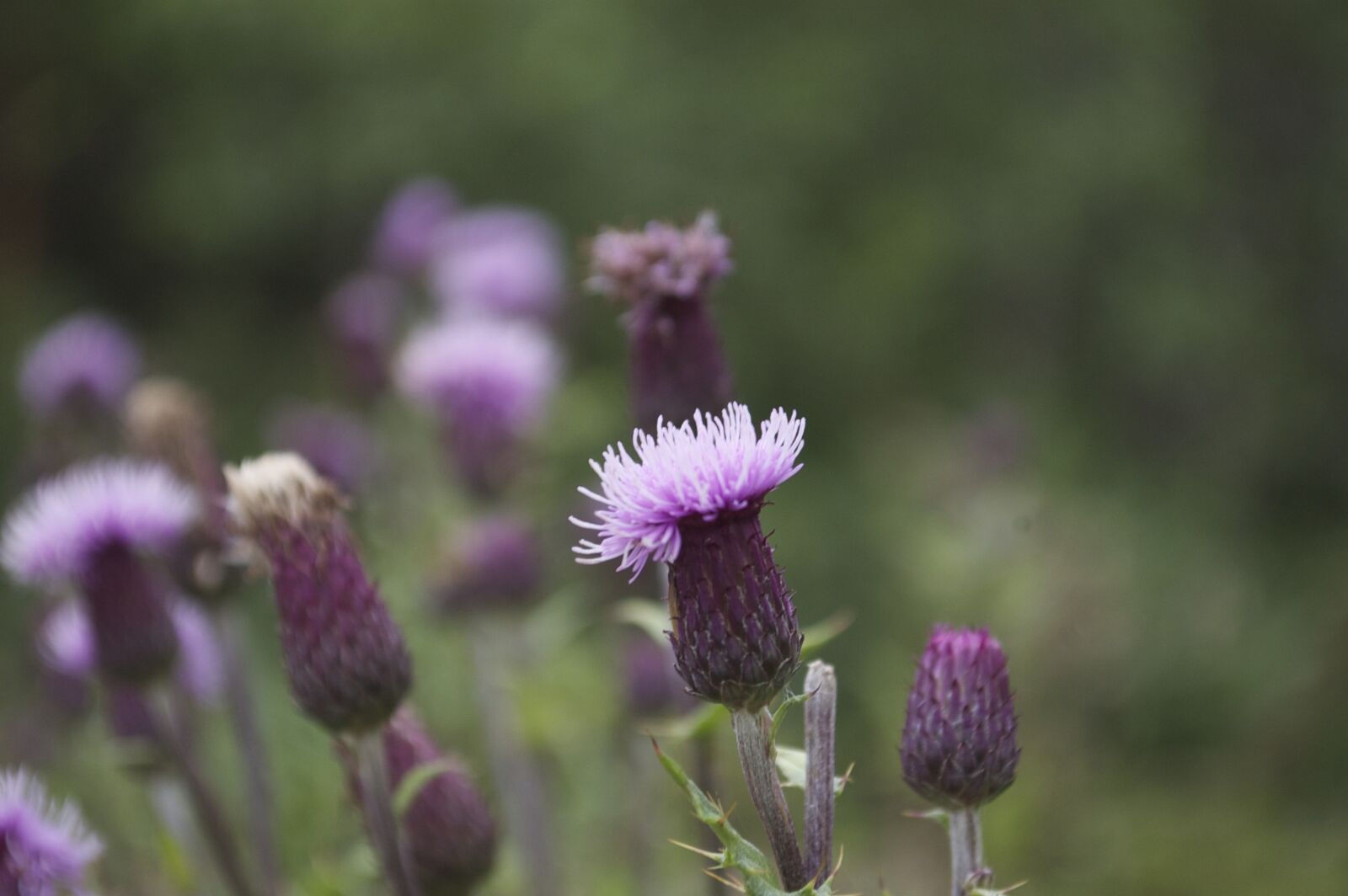 Nikon D50 sample photo. Wildflower, purple, meadow photography