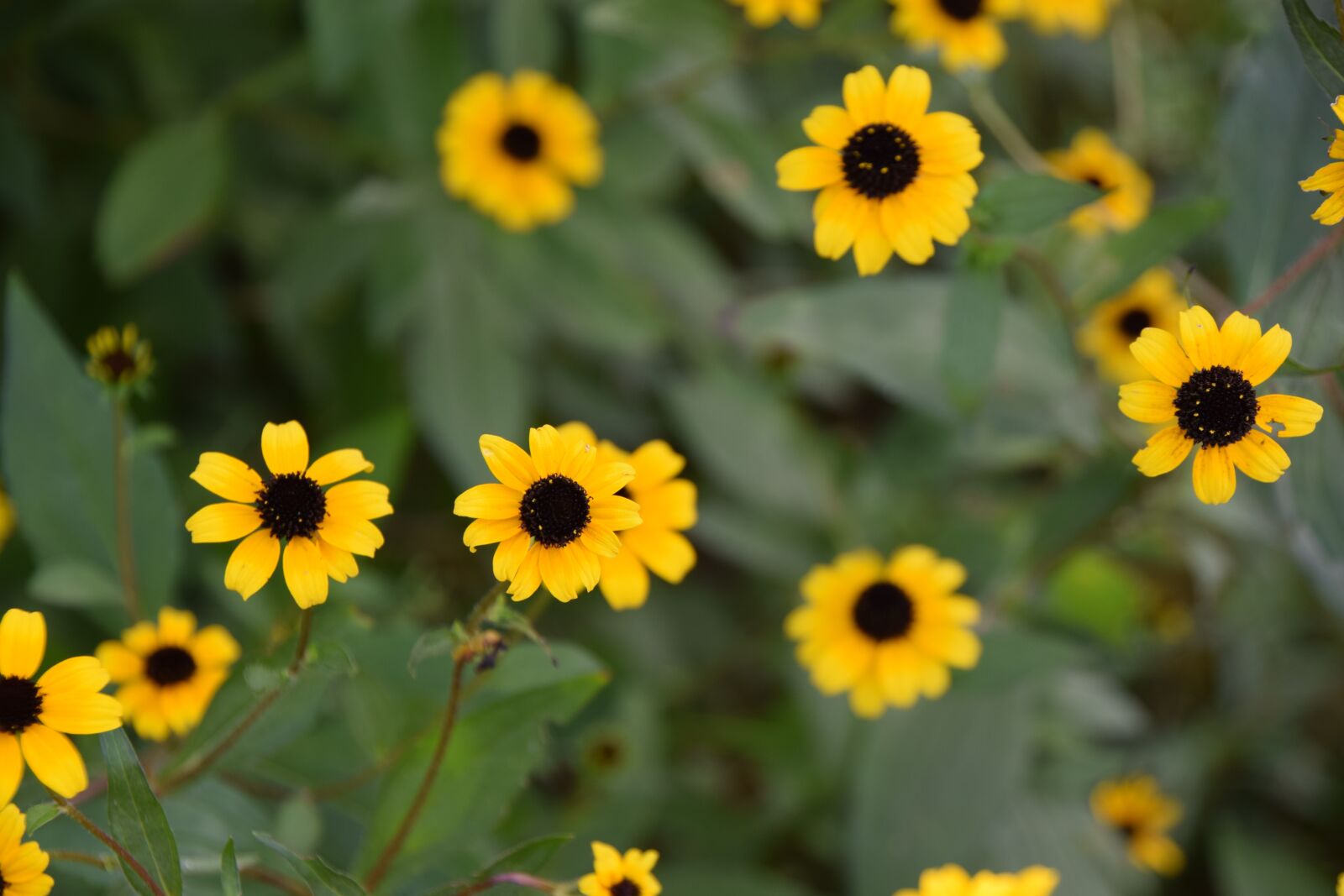 Nikon D3300 sample photo. Yellow, flower, brown center photography
