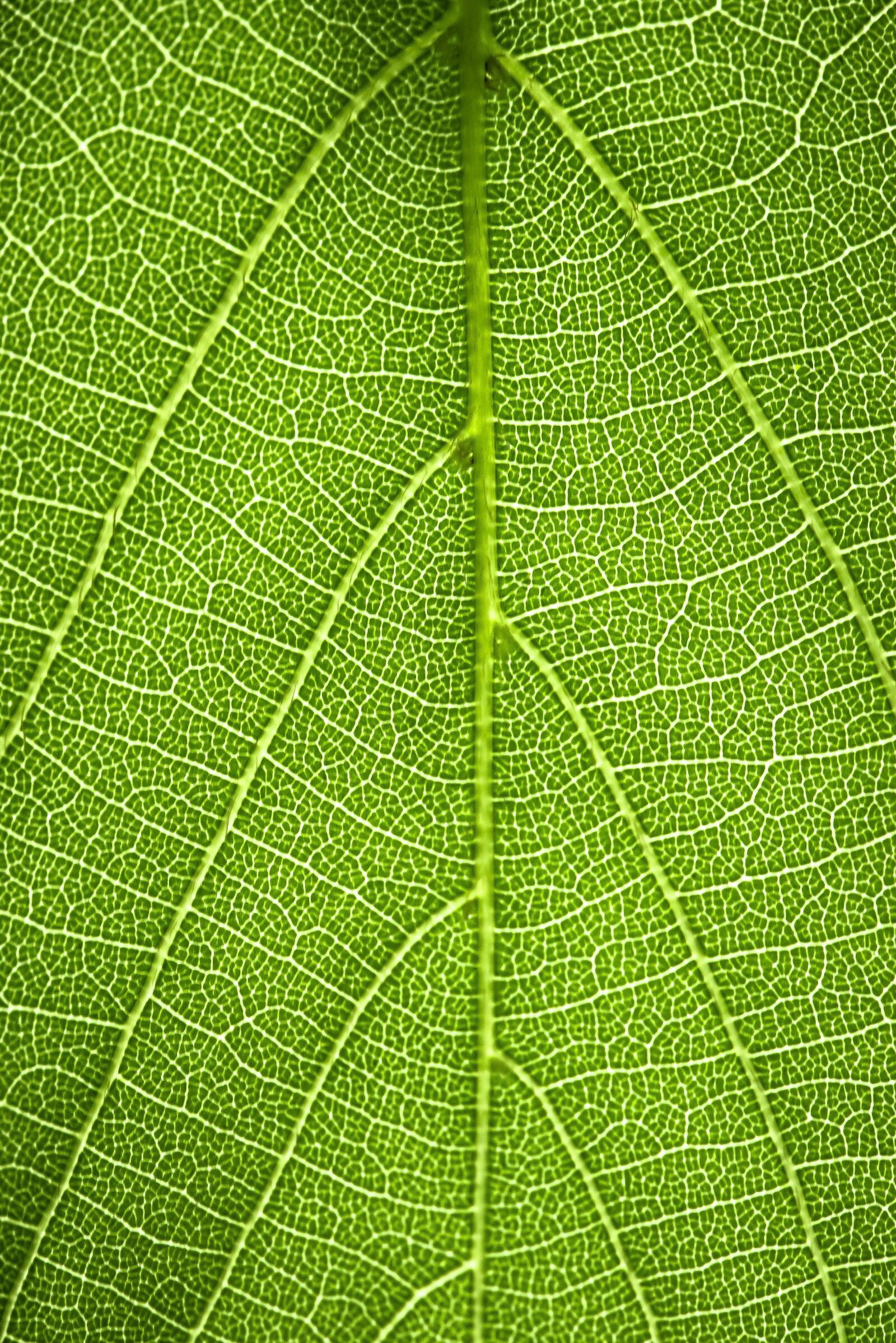 Nikon D600 sample photo. Green, leaf, leaves photography