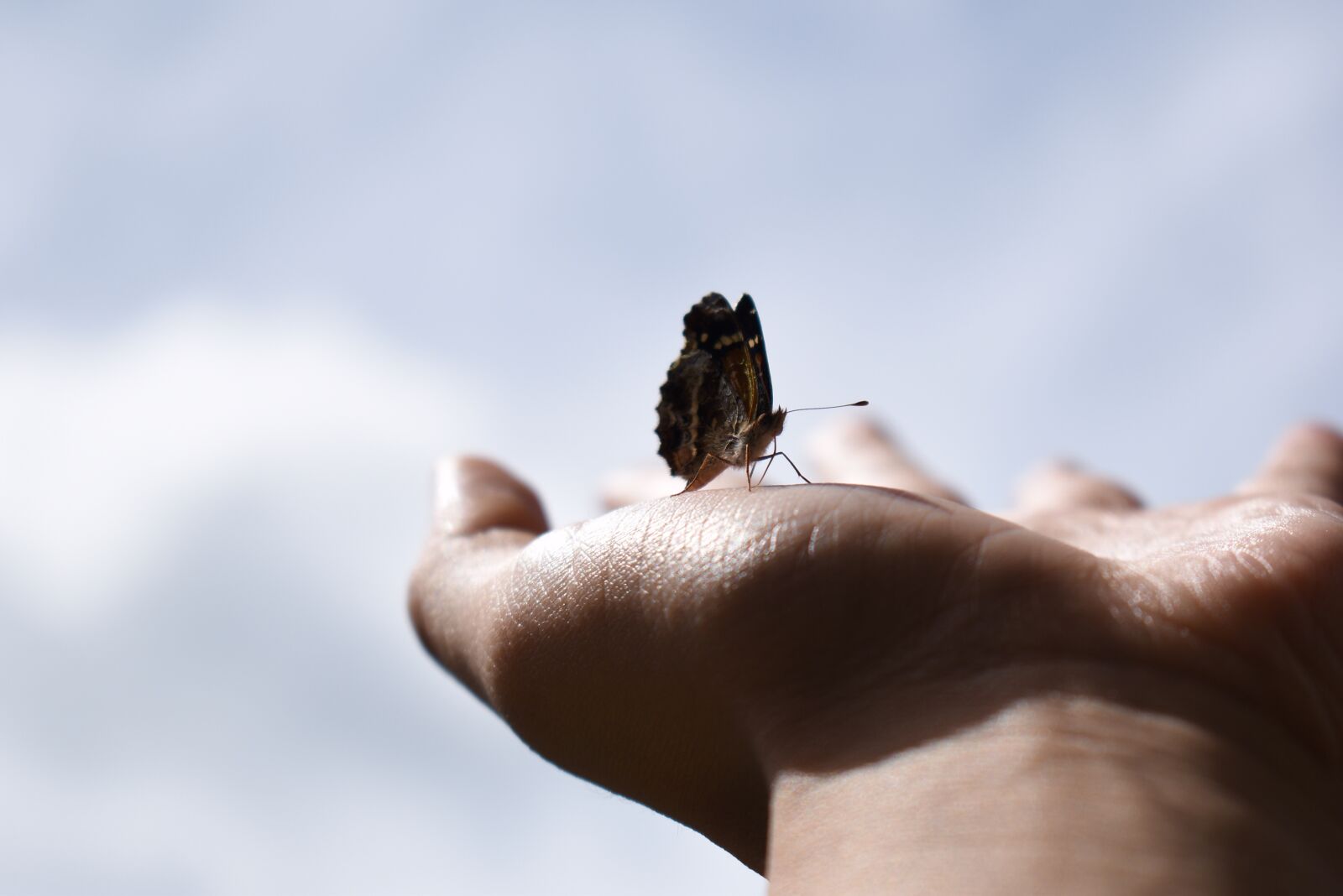 Nikon D5600 sample photo. Butterfly, hand, insect photography