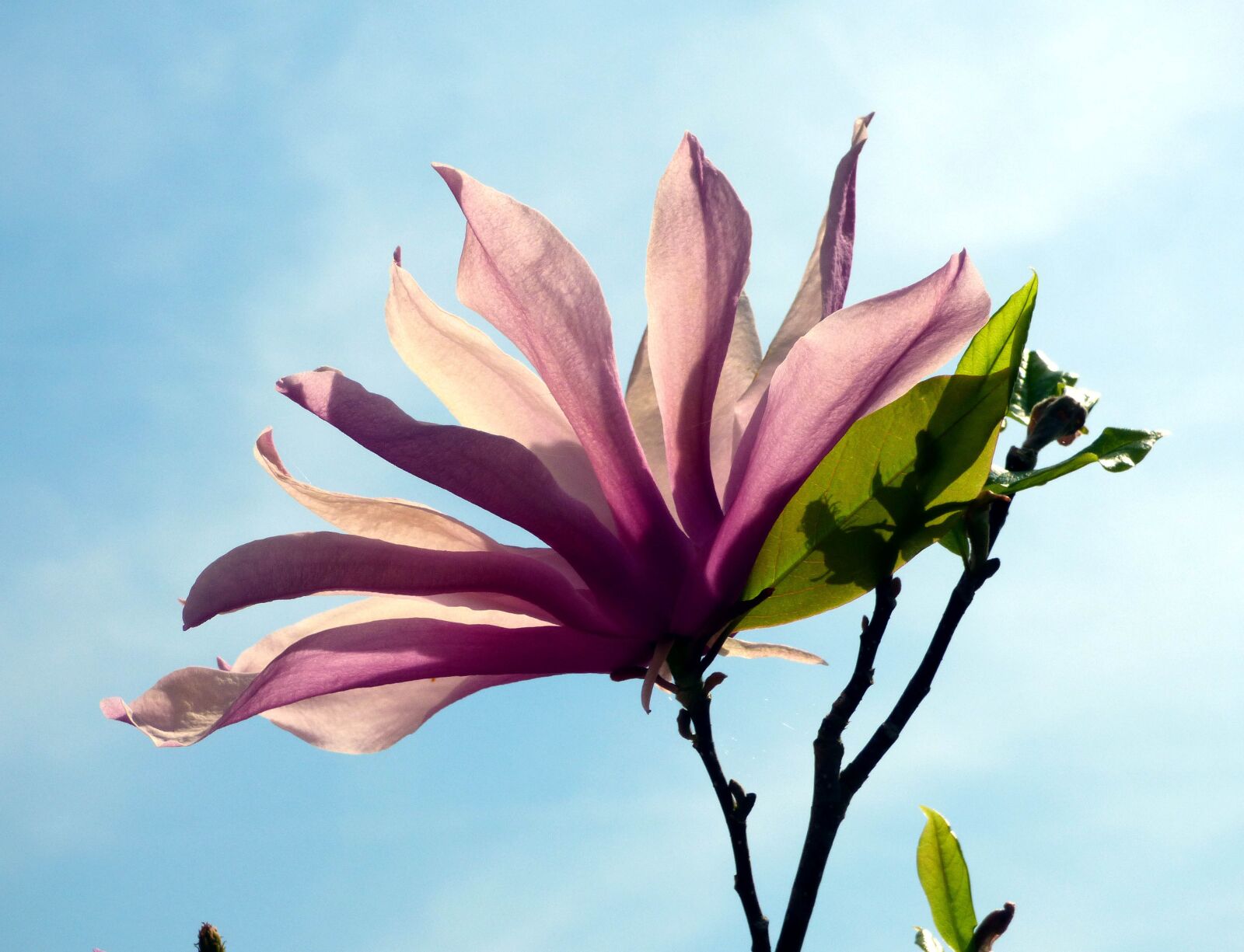 Panasonic DMC-FZ72 sample photo. Magnolia, nature, flower photography