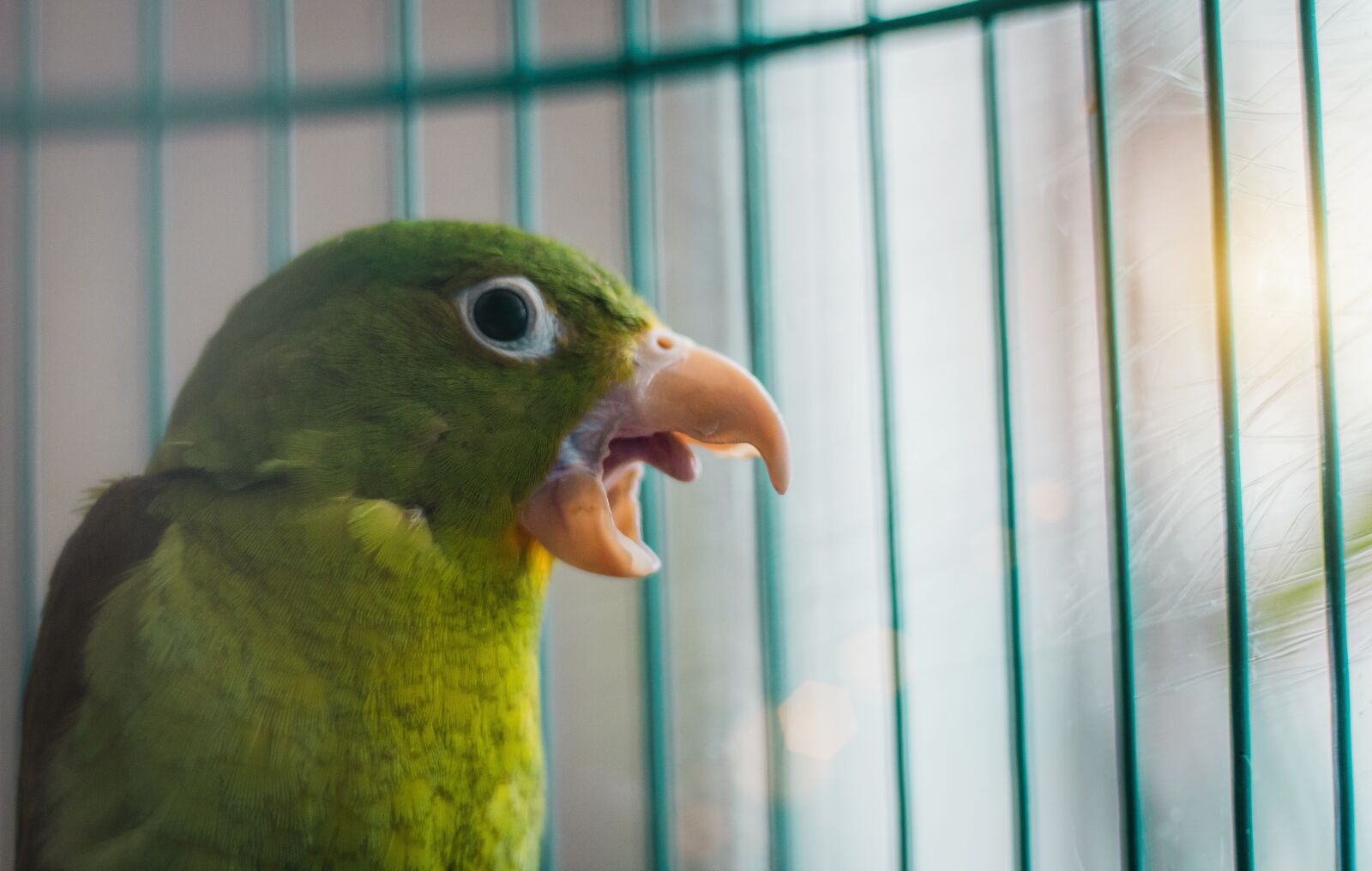 Canon EOS 1300D (EOS Rebel T6 / EOS Kiss X80) sample photo. Angry, balsero, bird, bird photography