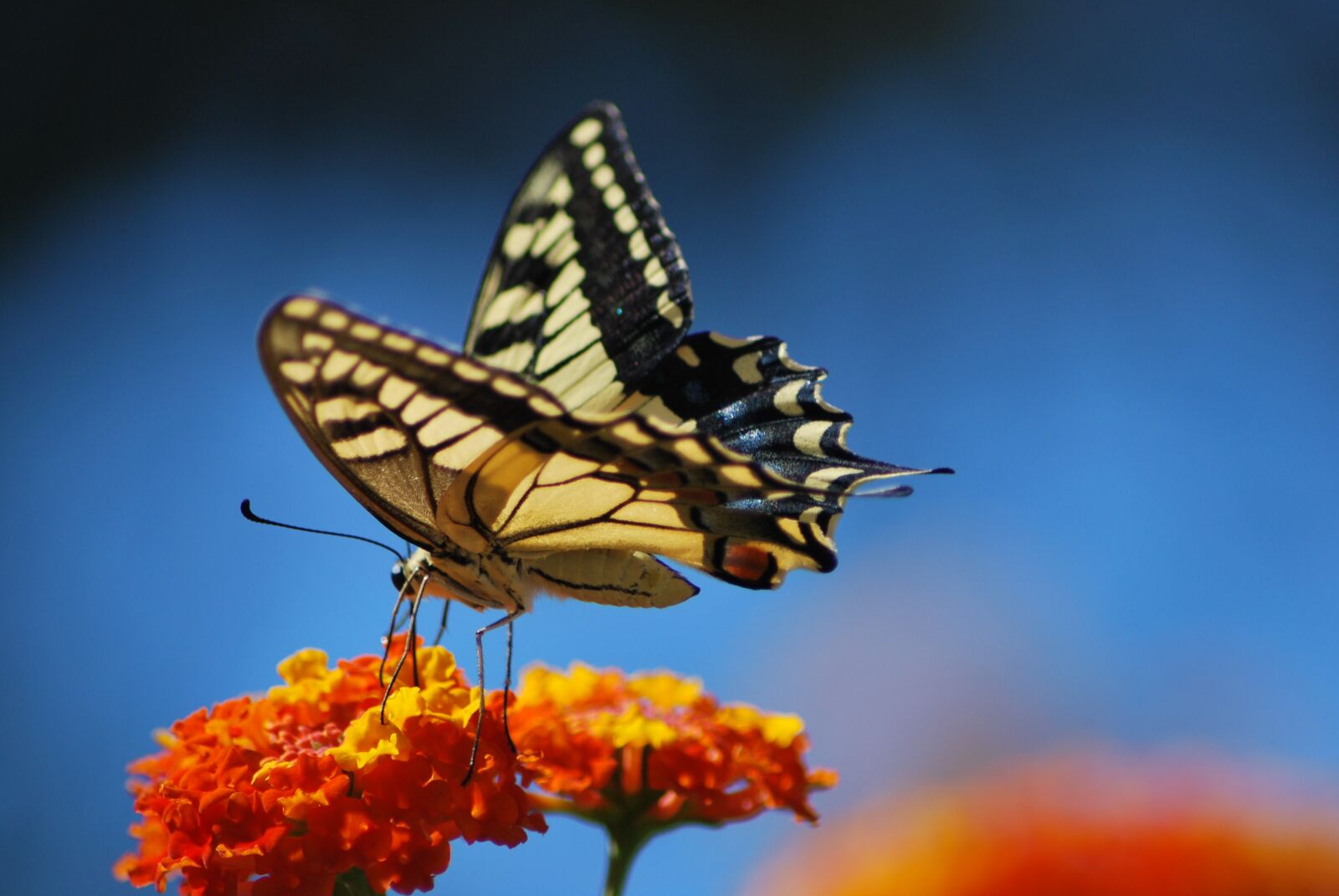 Nikon D60 sample photo. Butterfly, nature photography