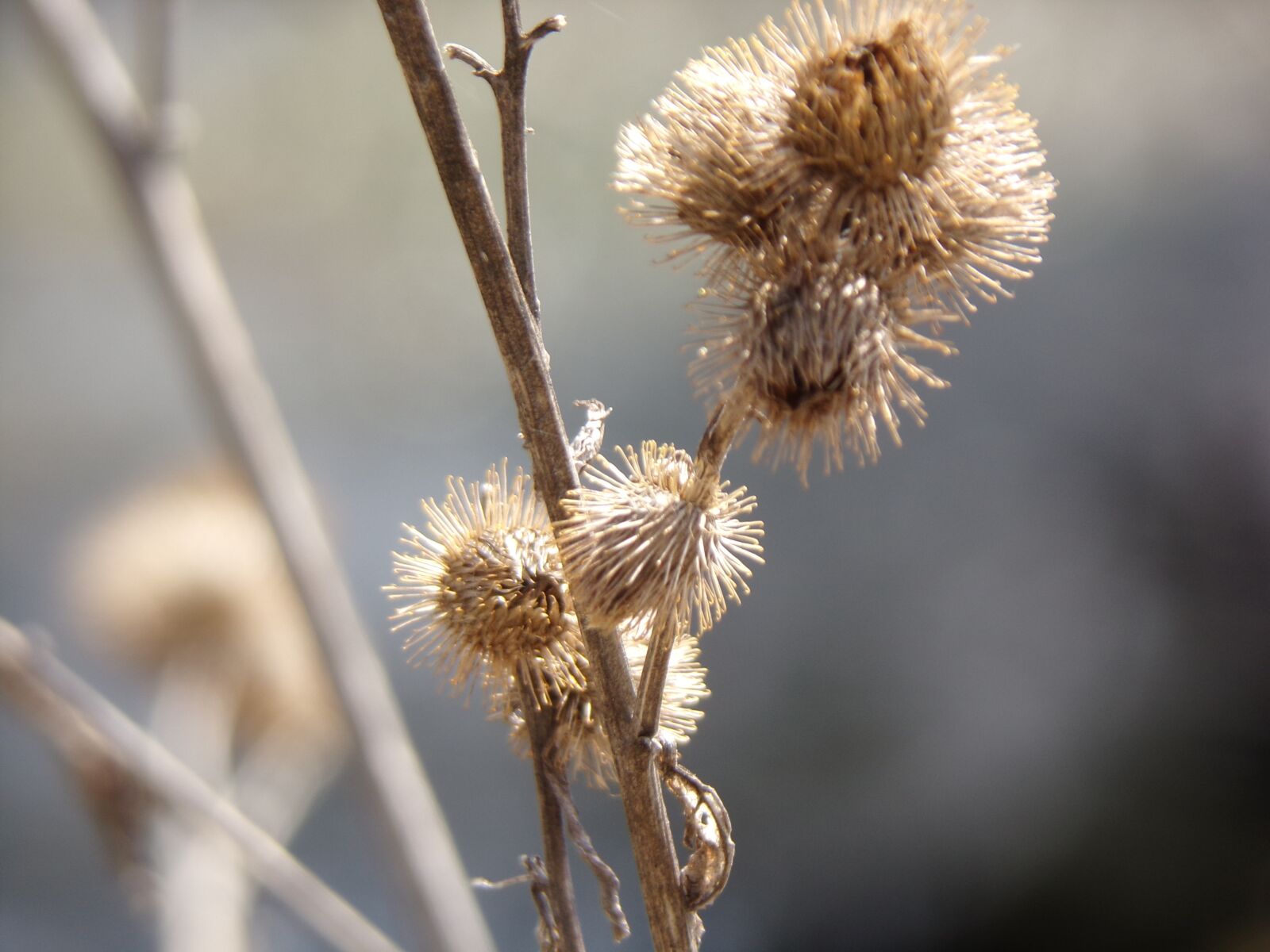 JK KODAK PIXPRO AZ421 sample photo. Burdock, plants, nature photography