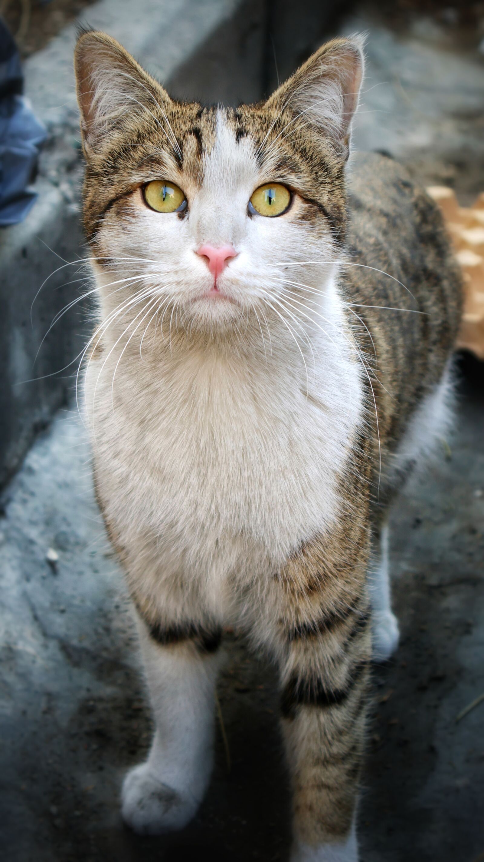 Canon EOS R7 sample photo