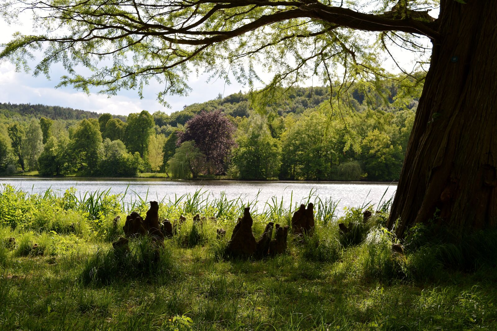 Nikon D5200 sample photo. Greizer park, tree, thuringia photography