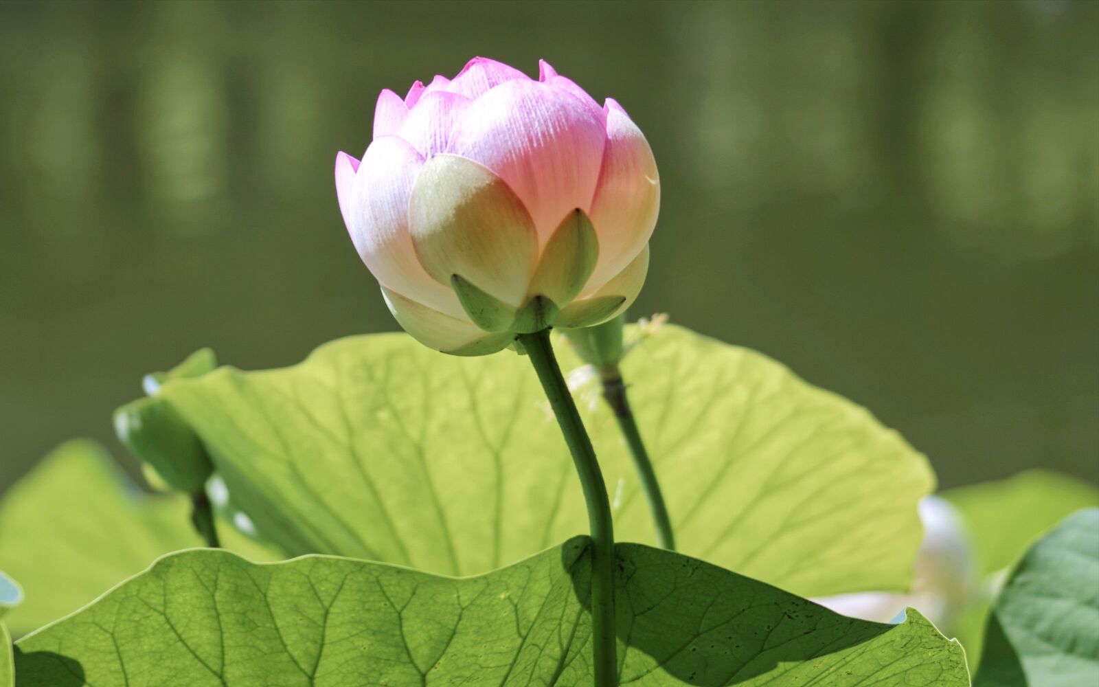Nikon D5300 sample photo. Flower, lotus, plant photography