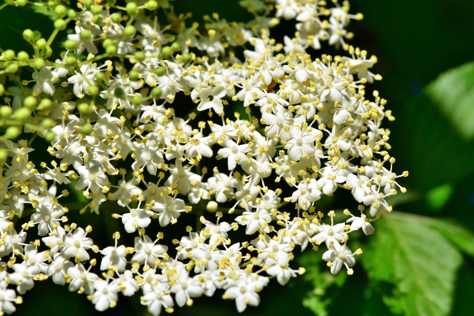 Nikon D7200 sample photo. Elder, elderflower, holder bush photography
