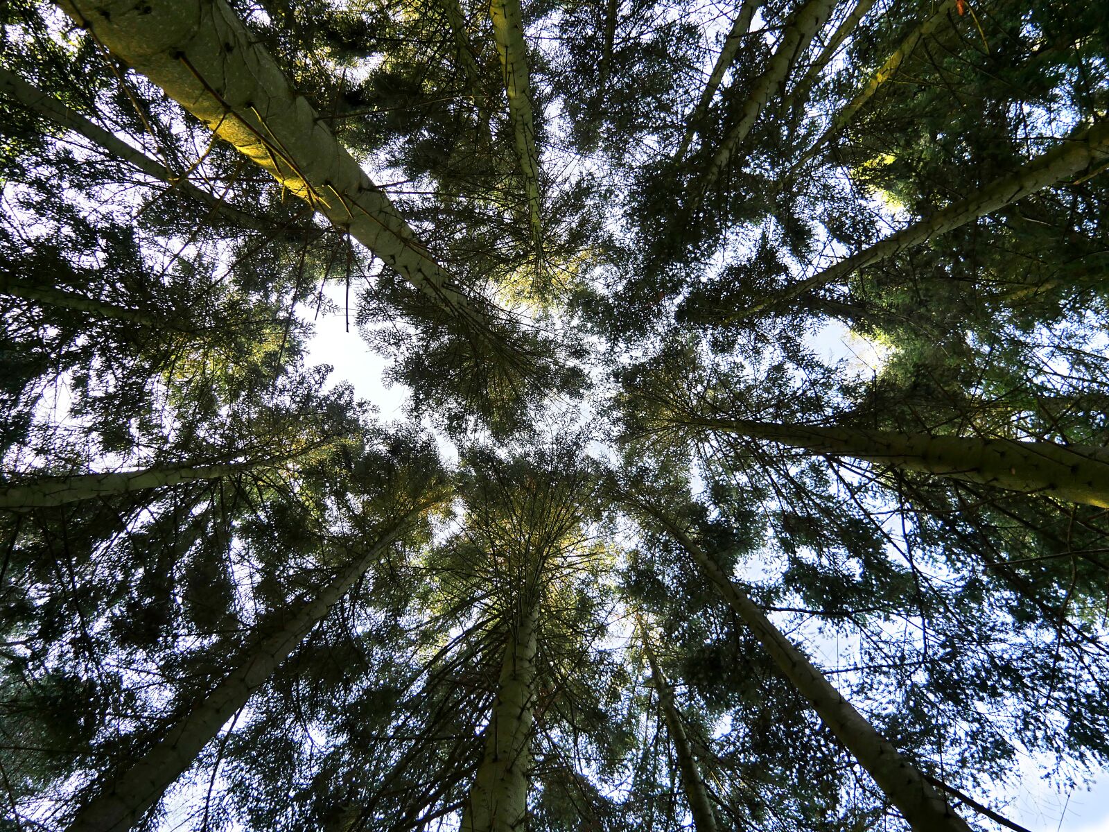 Panasonic Lumix DMC-GX8 sample photo. Tree, summits, nature photography