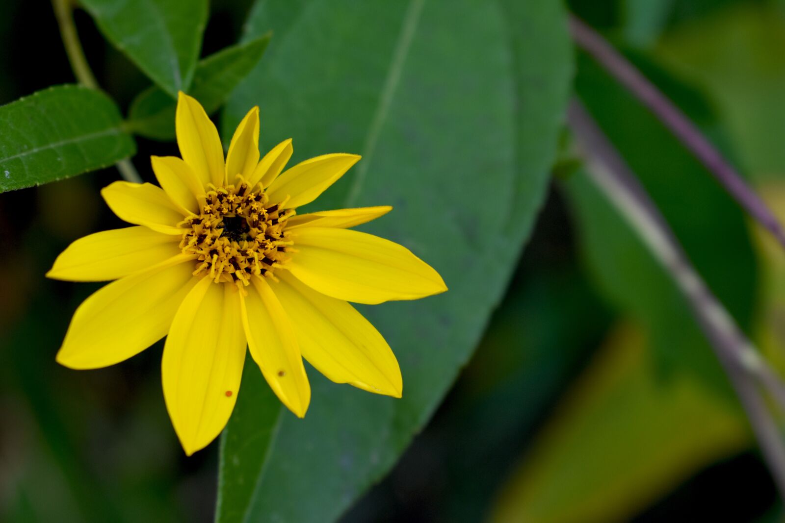 Nikon D3400 sample photo. Flower, yellow, nature photography