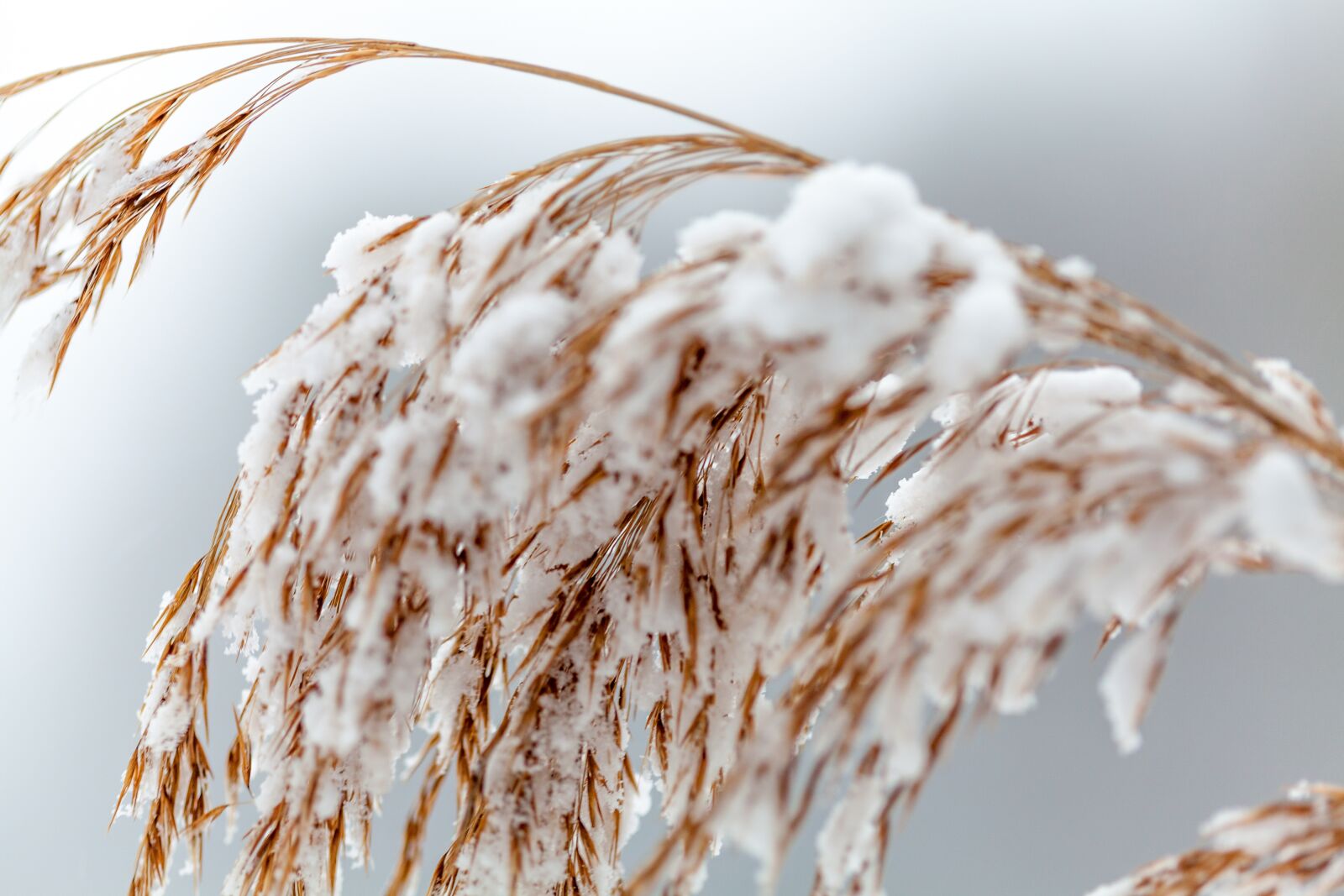 Canon EF 100mm F2.8 Macro USM sample photo. Winter, plant, snow photography