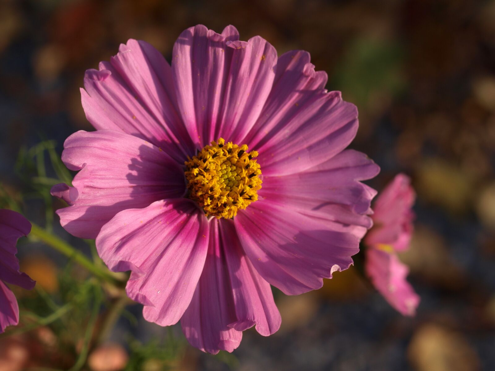 Olympus E-520 (EVOLT E-520) sample photo. Aster, flower, bloom photography
