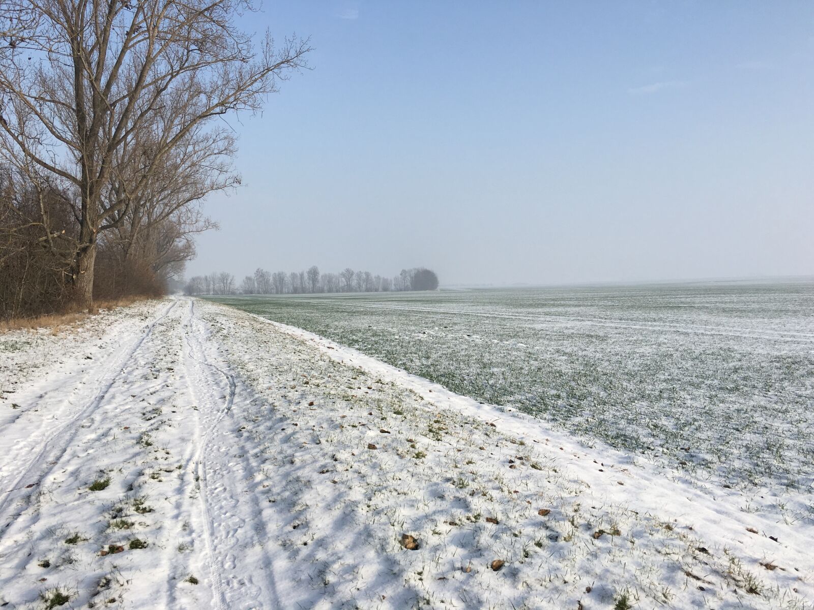 Apple iPhone 6s sample photo. Tree, snow, landscape photography