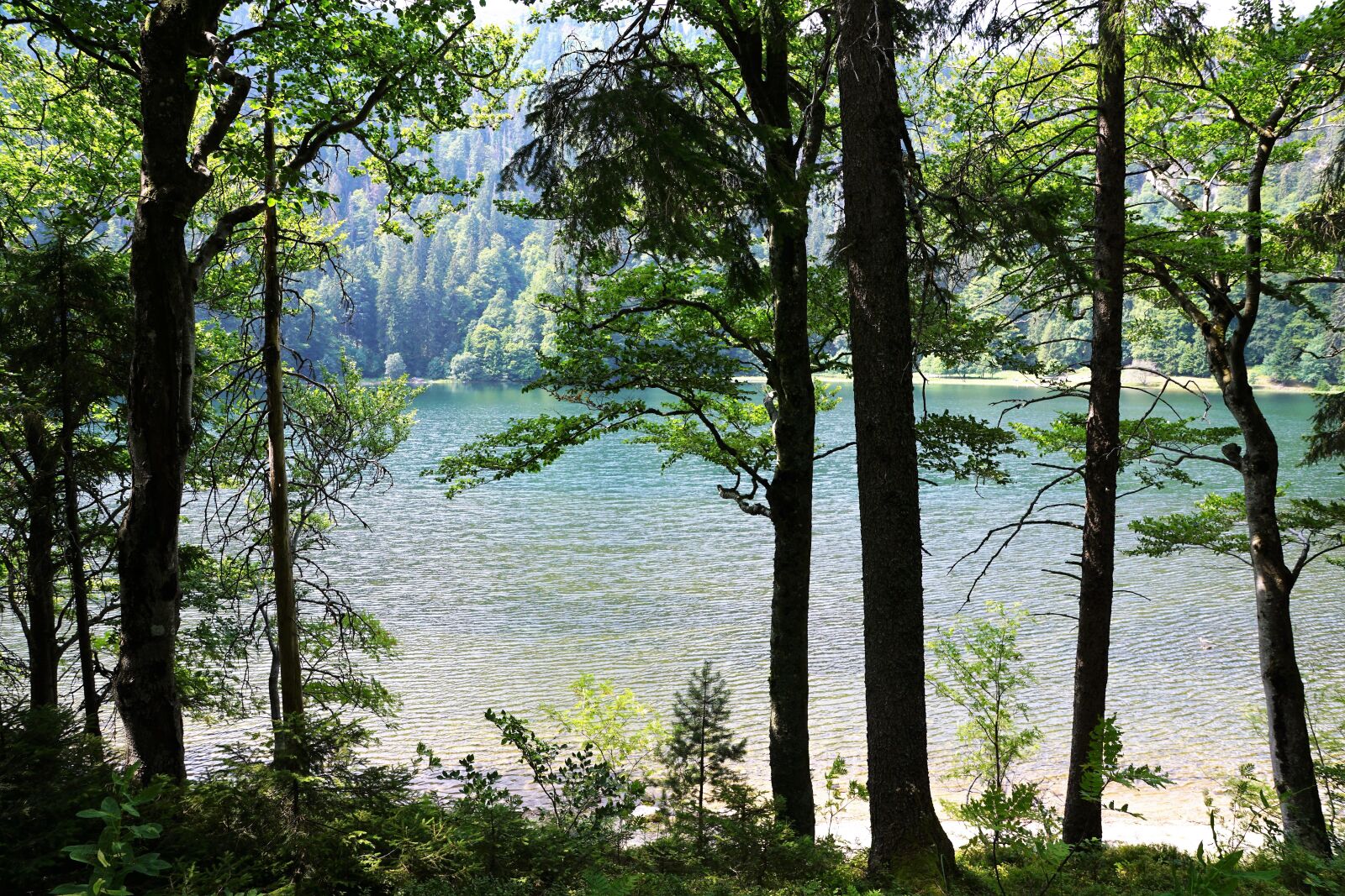 Sony ILCA-77M2 + Sony DT 16-50mm F2.8 SSM sample photo. Forest, feldberg, landscape photography