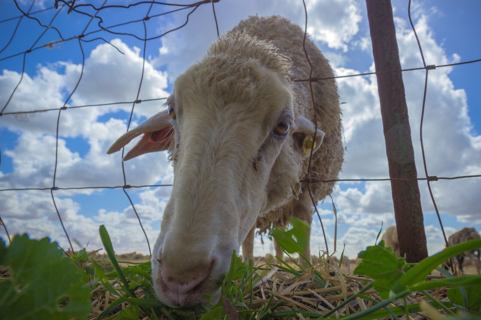 Canon EOS 600D (Rebel EOS T3i / EOS Kiss X5) sample photo. Nature, sky, farm photography