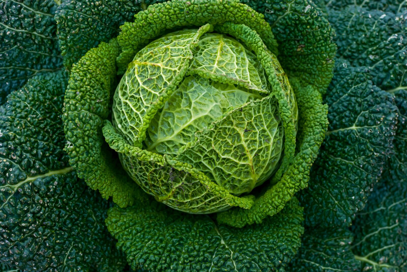 Nikon D80 sample photo. Leaf, plant, nature photography