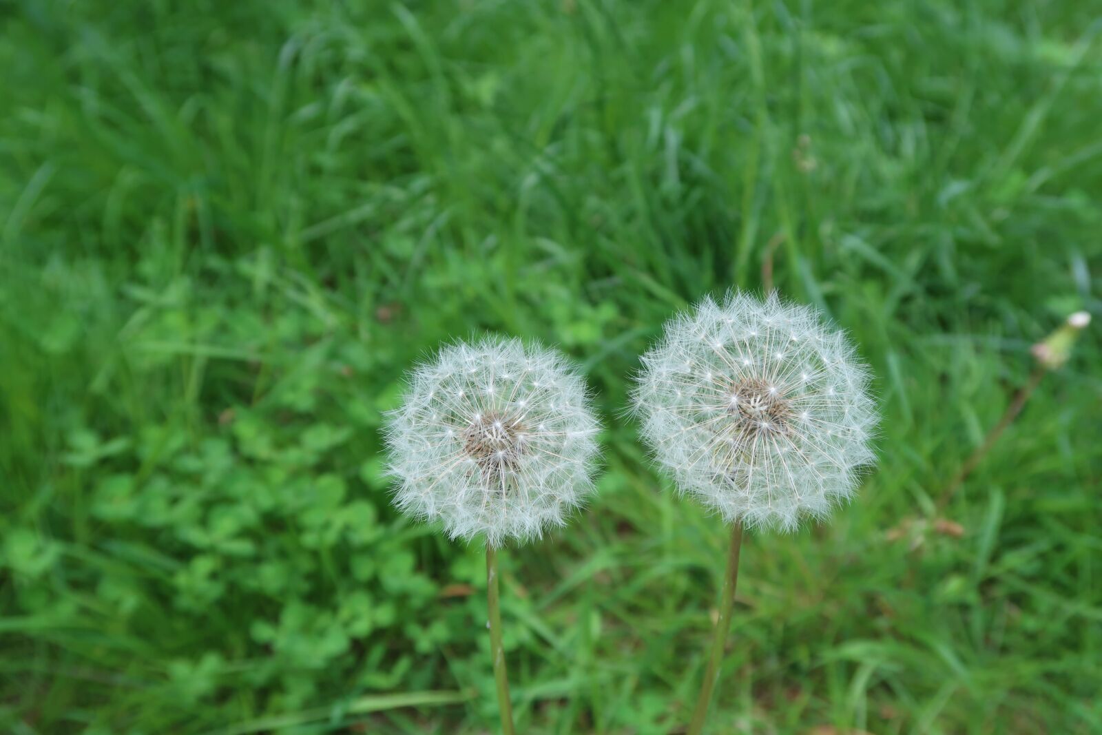 Canon PowerShot G7 X Mark II sample photo. Dandelion, grass, meadow photography