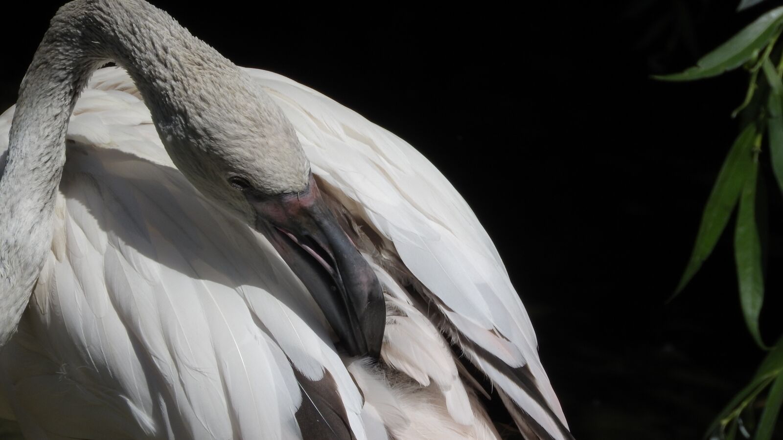 Nikon Coolpix P610 sample photo. Flamingo, cub, young photography