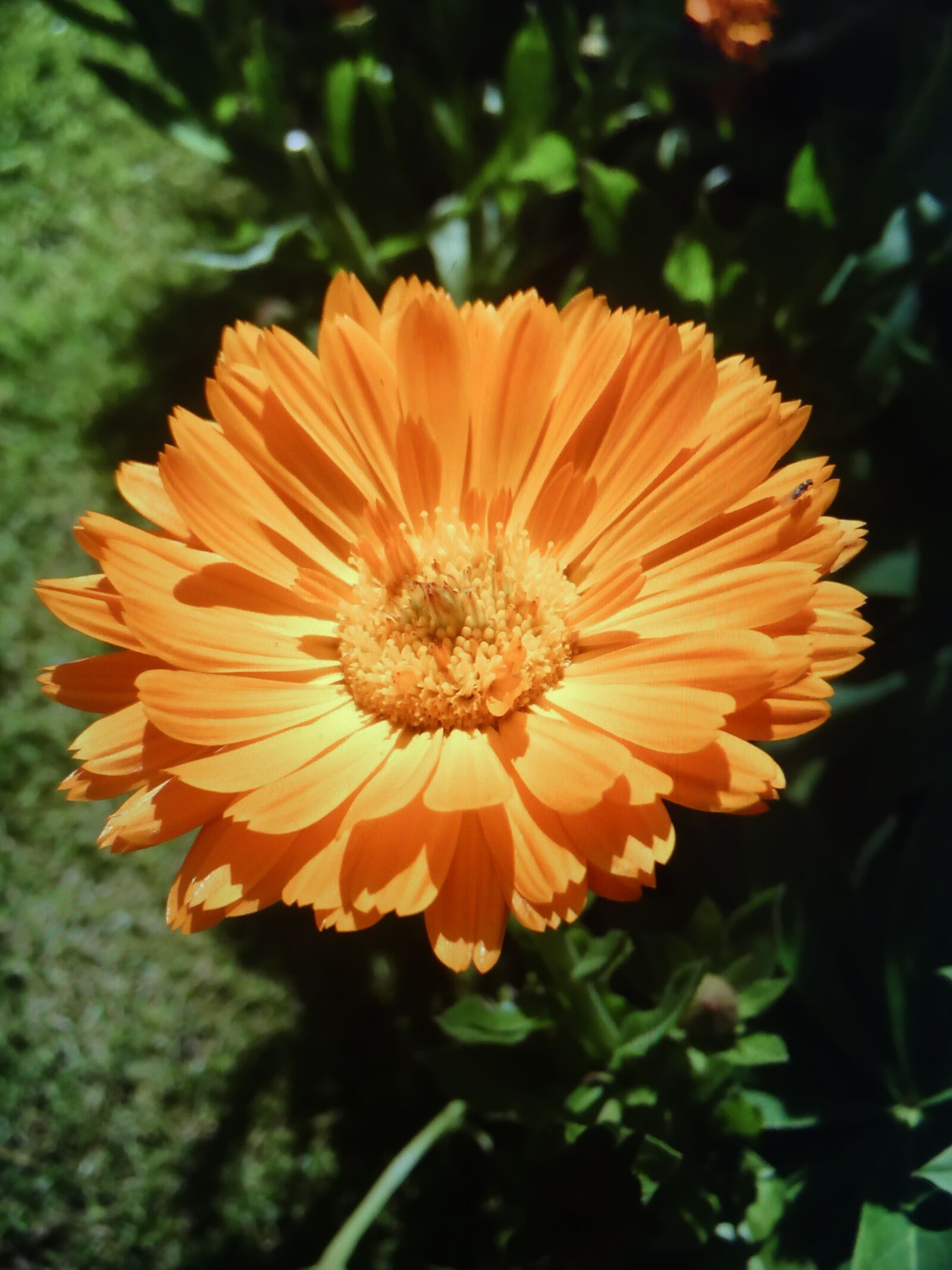 Panasonic Lumix DMC-FZ300 sample photo. Pot marigold flower, orange photography