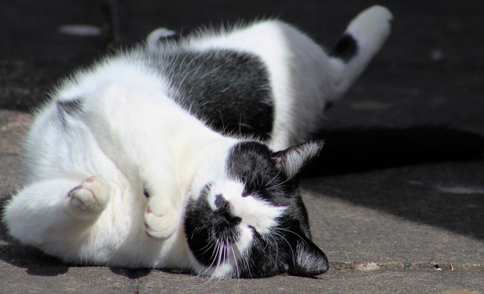 Canon EF75-300mm f/4-5.6 sample photo. Cat, cute, animal photography