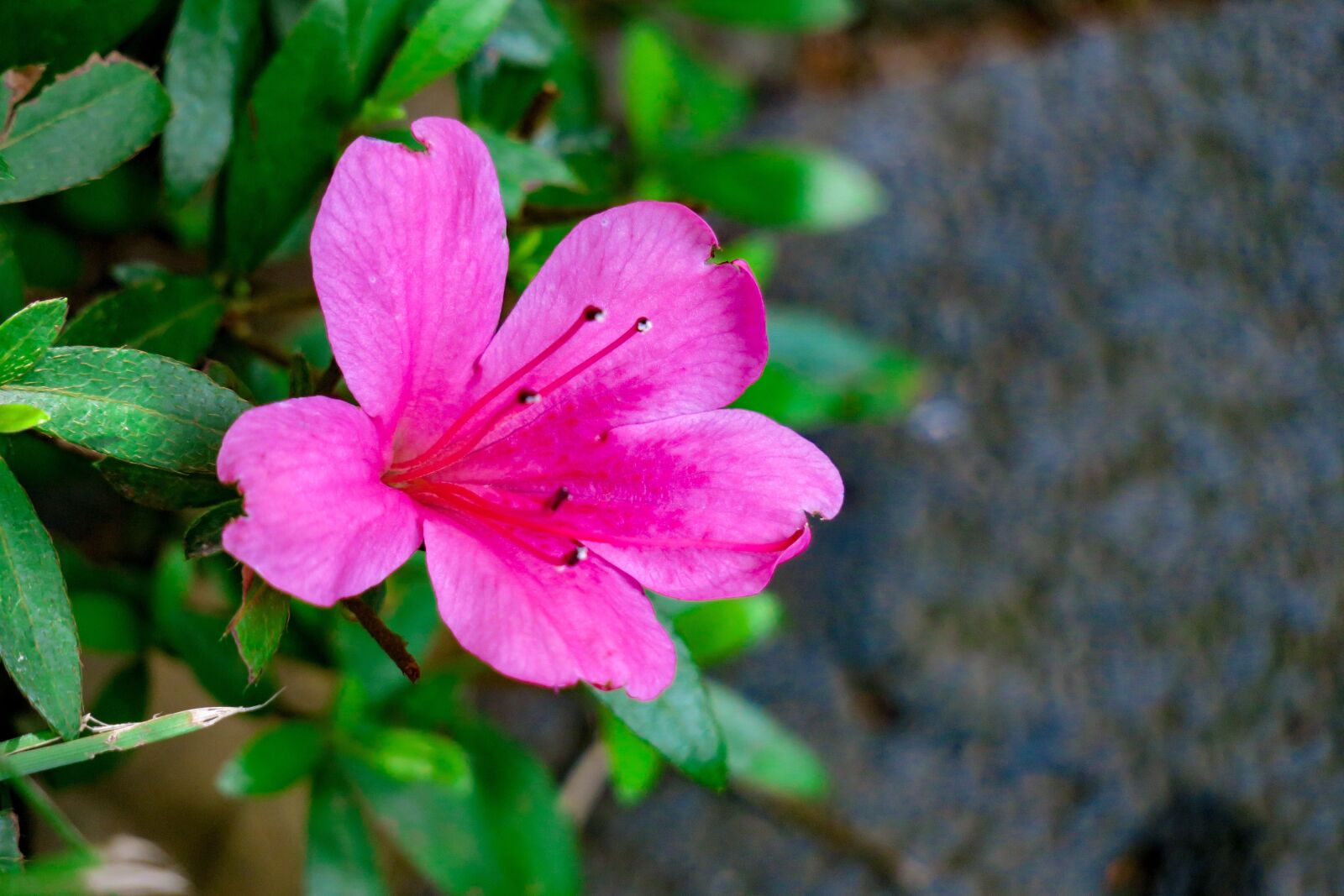 Canon PowerShot G3 X sample photo. Rhododendron, plant, beautiful photography
