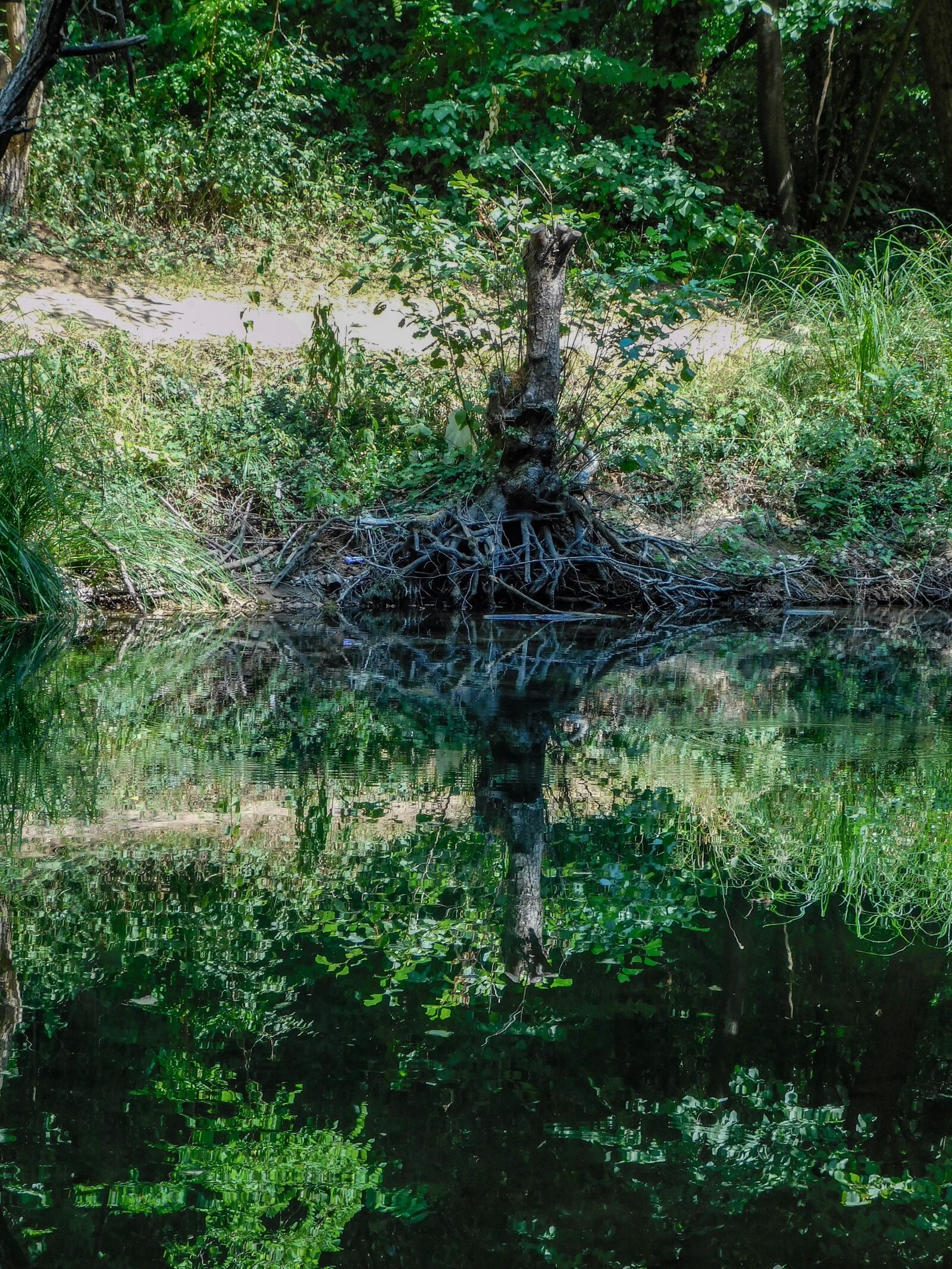 Nikon Coolpix L840 sample photo. Reflection, water, forest photography