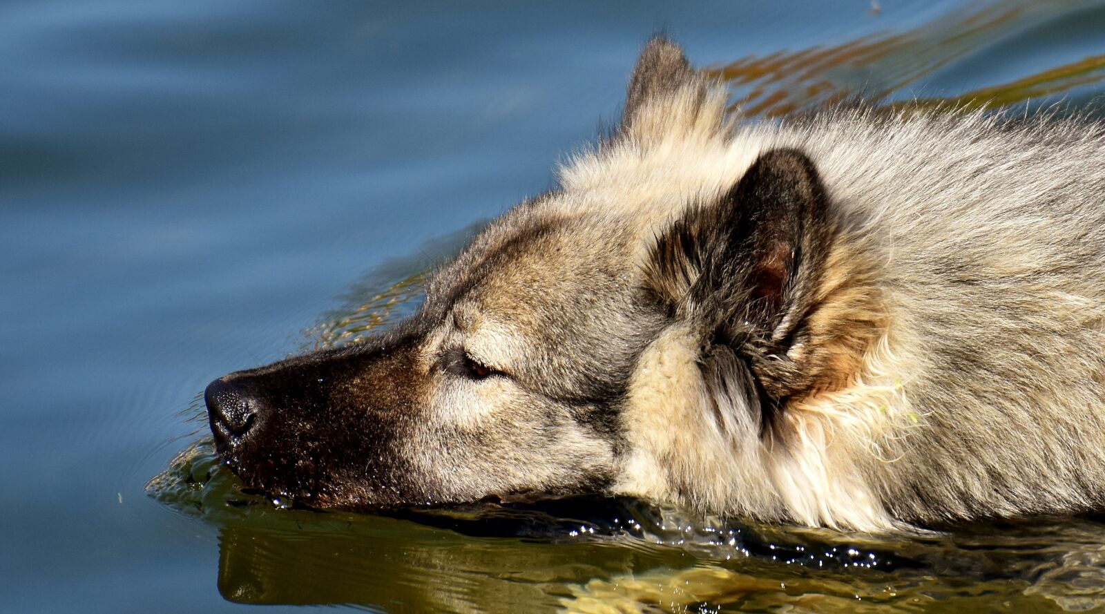 Nikon D7200 sample photo. Eurasians, swim, dog photography