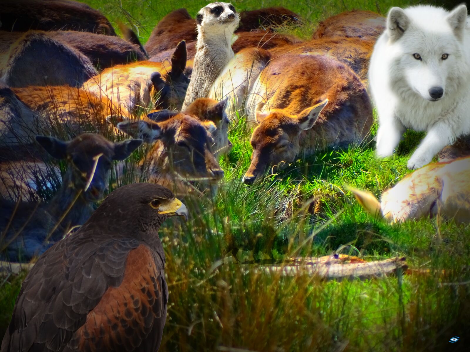 Sony Cyber-shot DSC-HX400V sample photo. Wolf, reh, raubvogel photography