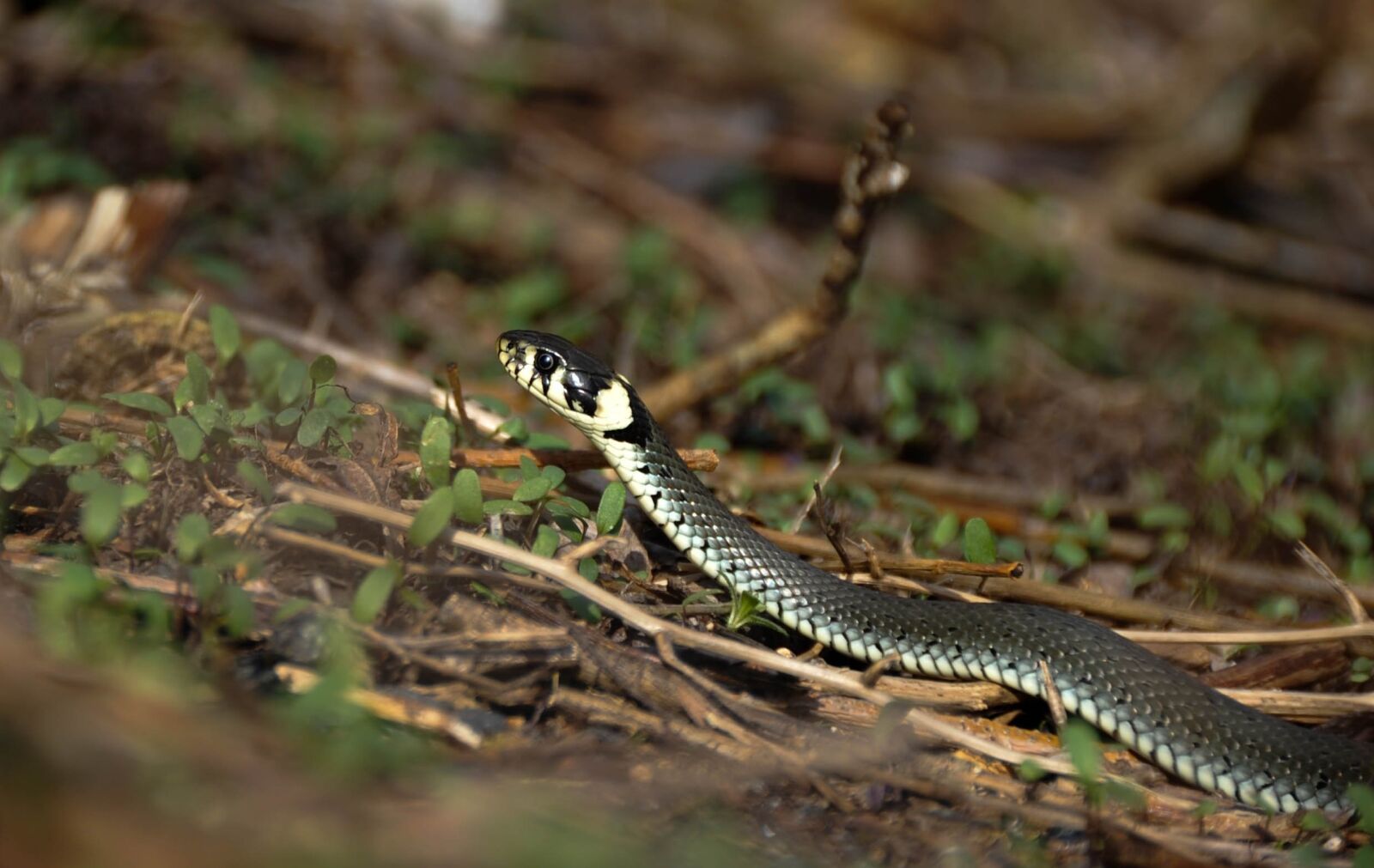 Nikon D700 sample photo. Snake, snooping, reptiles photography