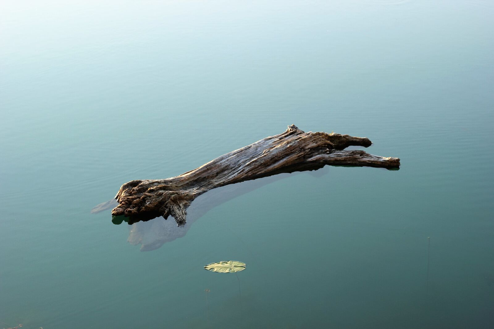 Canon EOS 550D (EOS Rebel T2i / EOS Kiss X4) sample photo. Wood in water, heavy photography