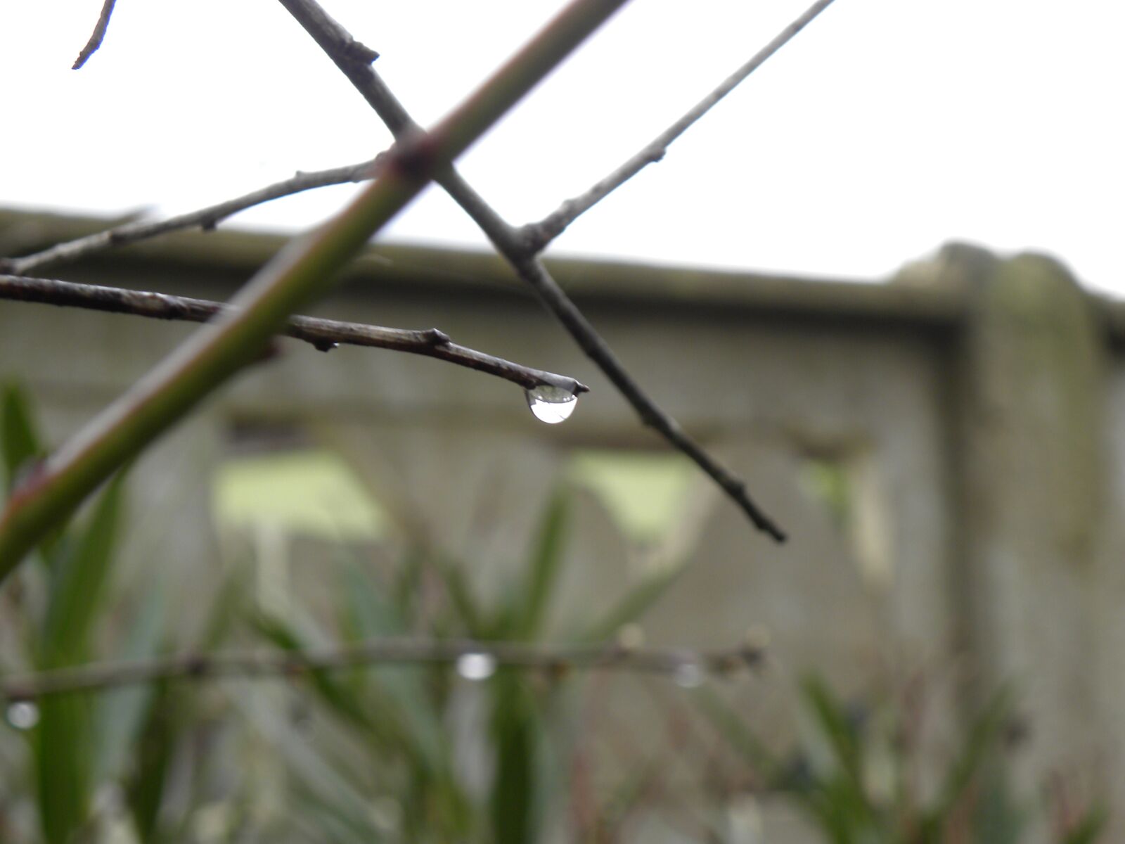 Nikon Coolpix P90 sample photo. Drop, drop of rain photography