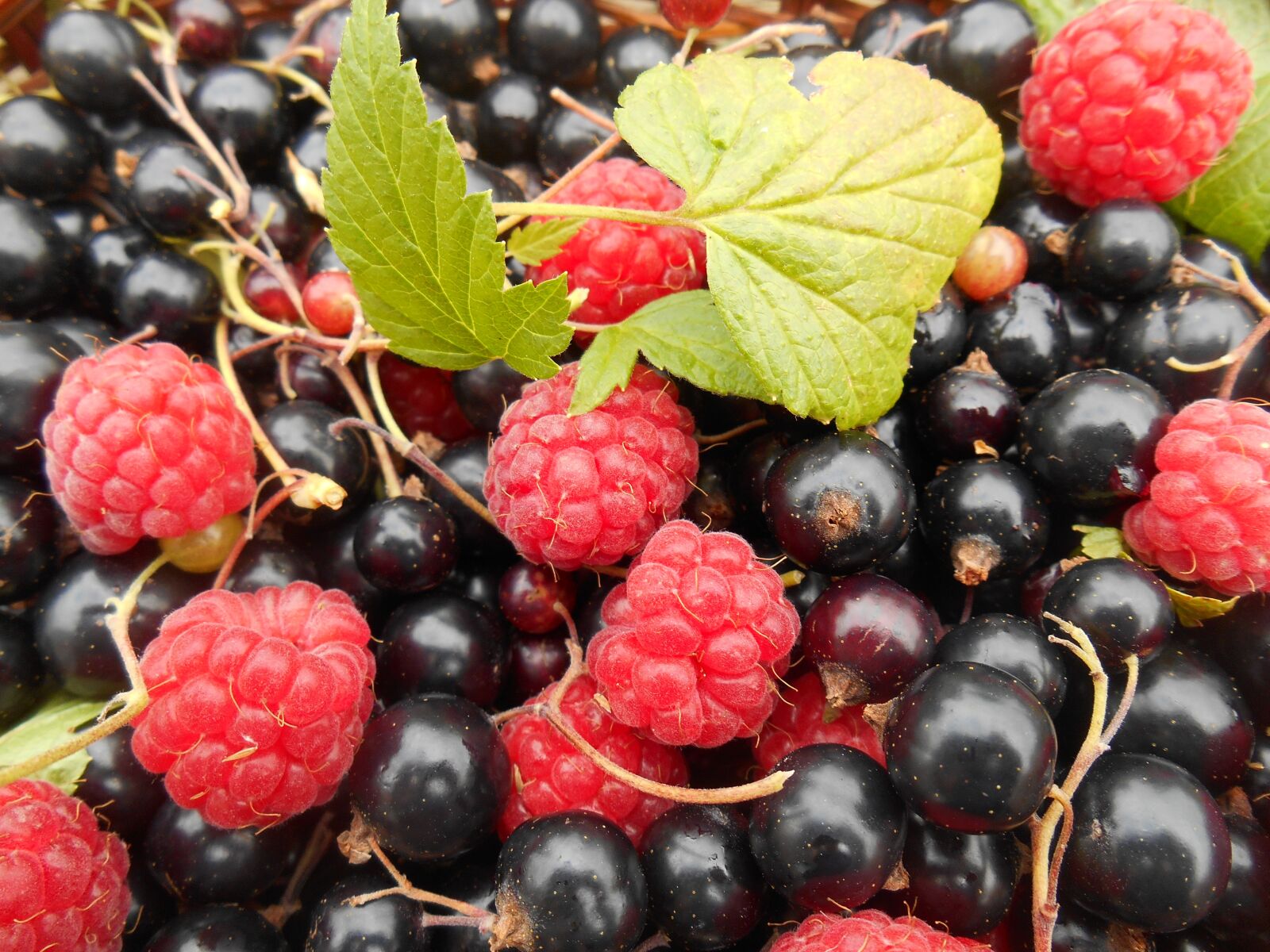 Nikon Coolpix S3500 sample photo. Fruit, raspberries, blackcurrants photography